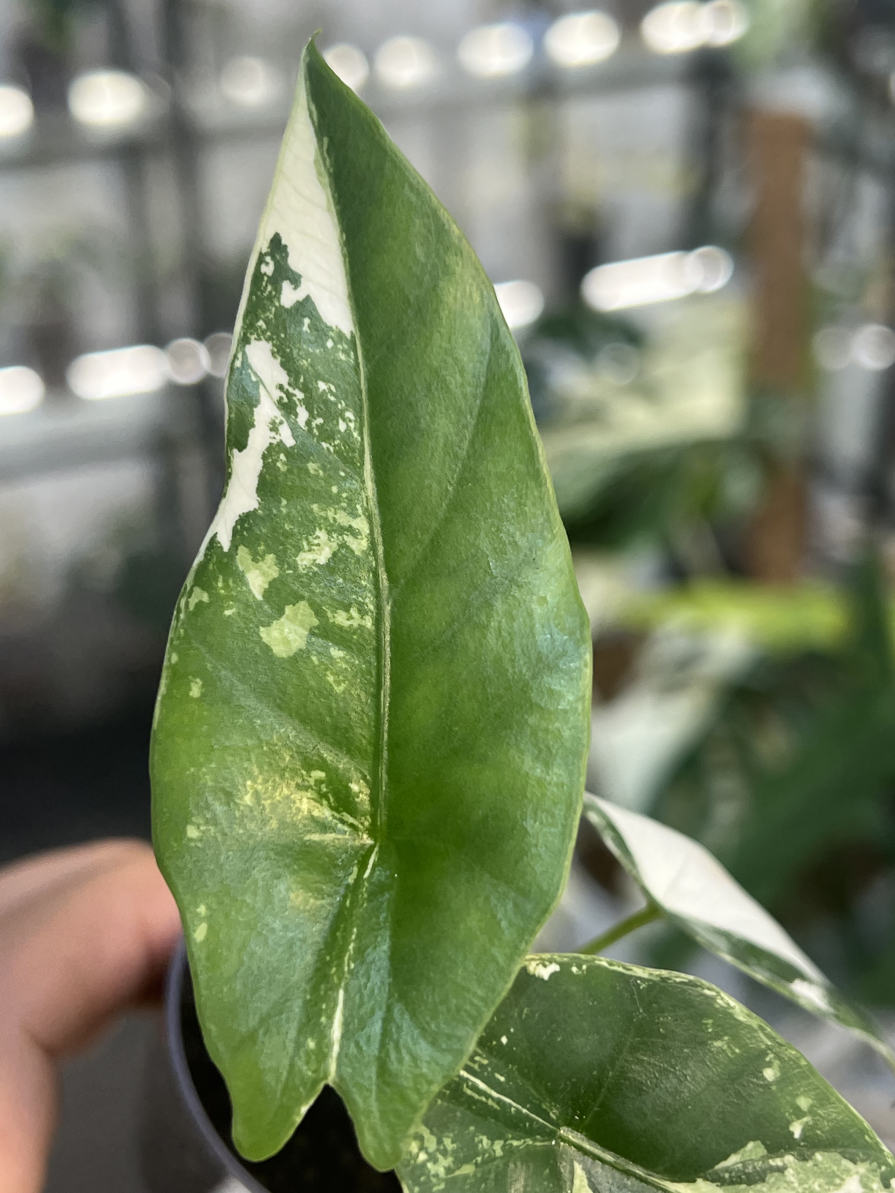 Alocasia Simpo Albo Variegated