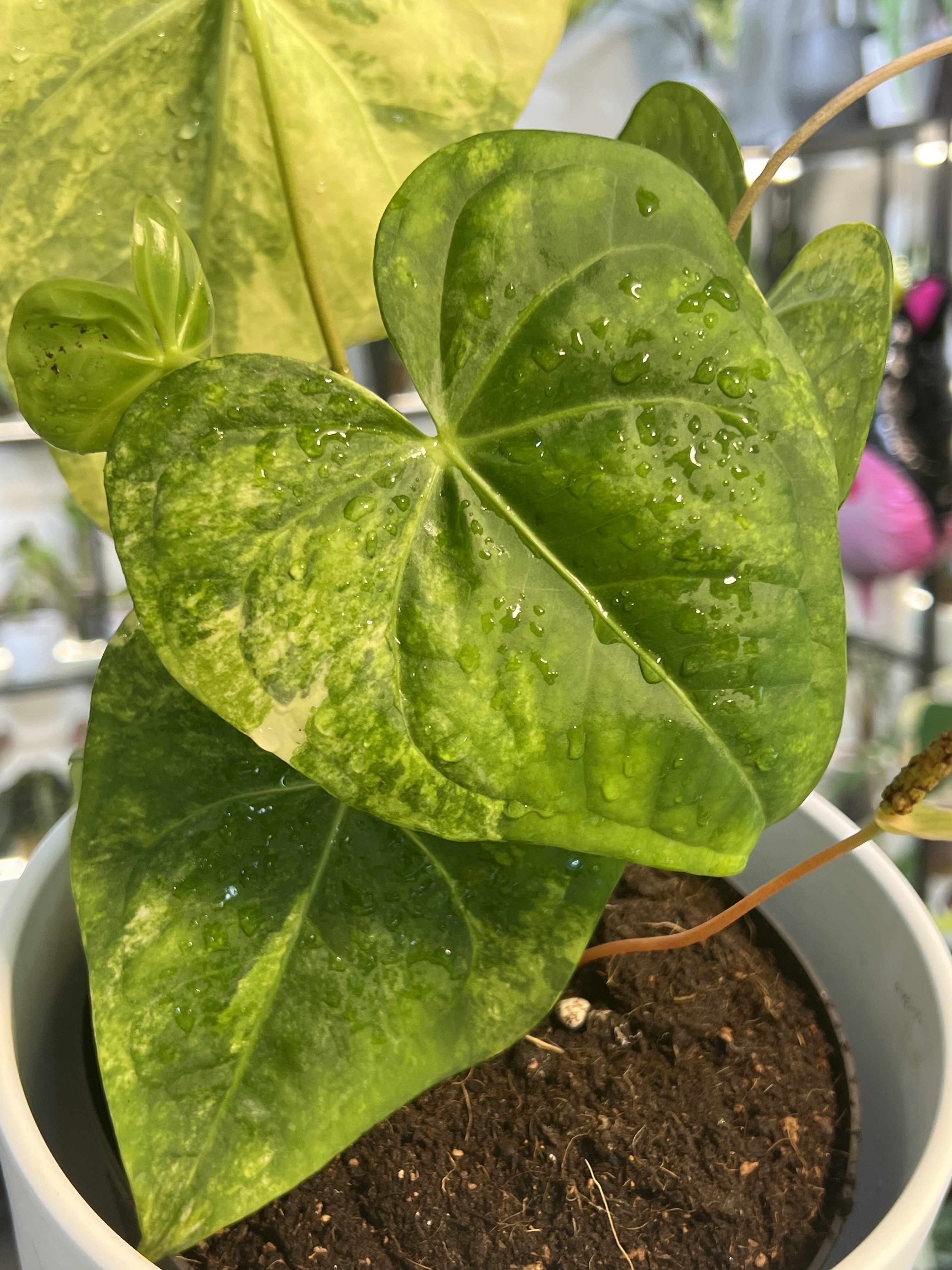 Anthurium Clarinervium Variegated