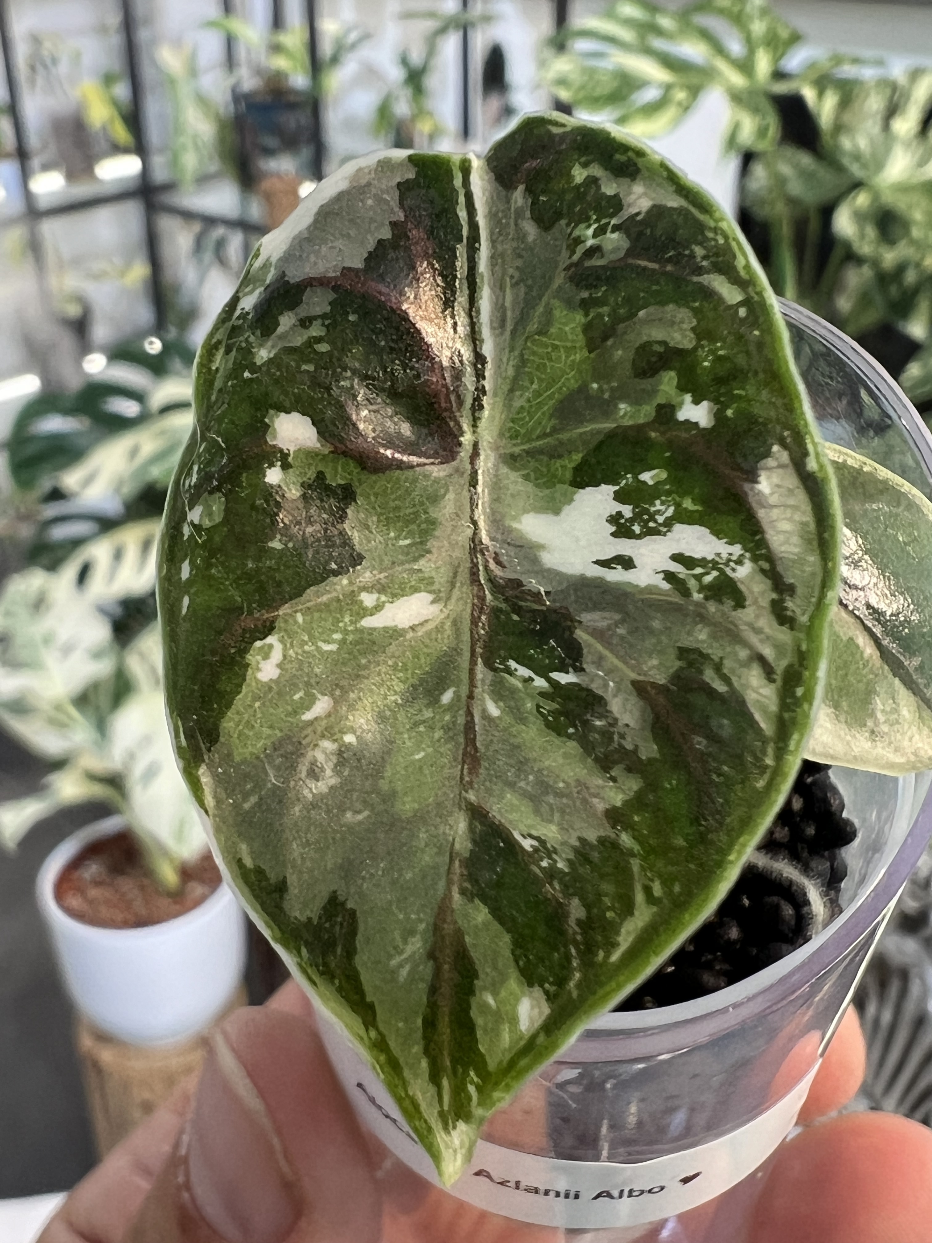 Alocasia Azlanii Variegated