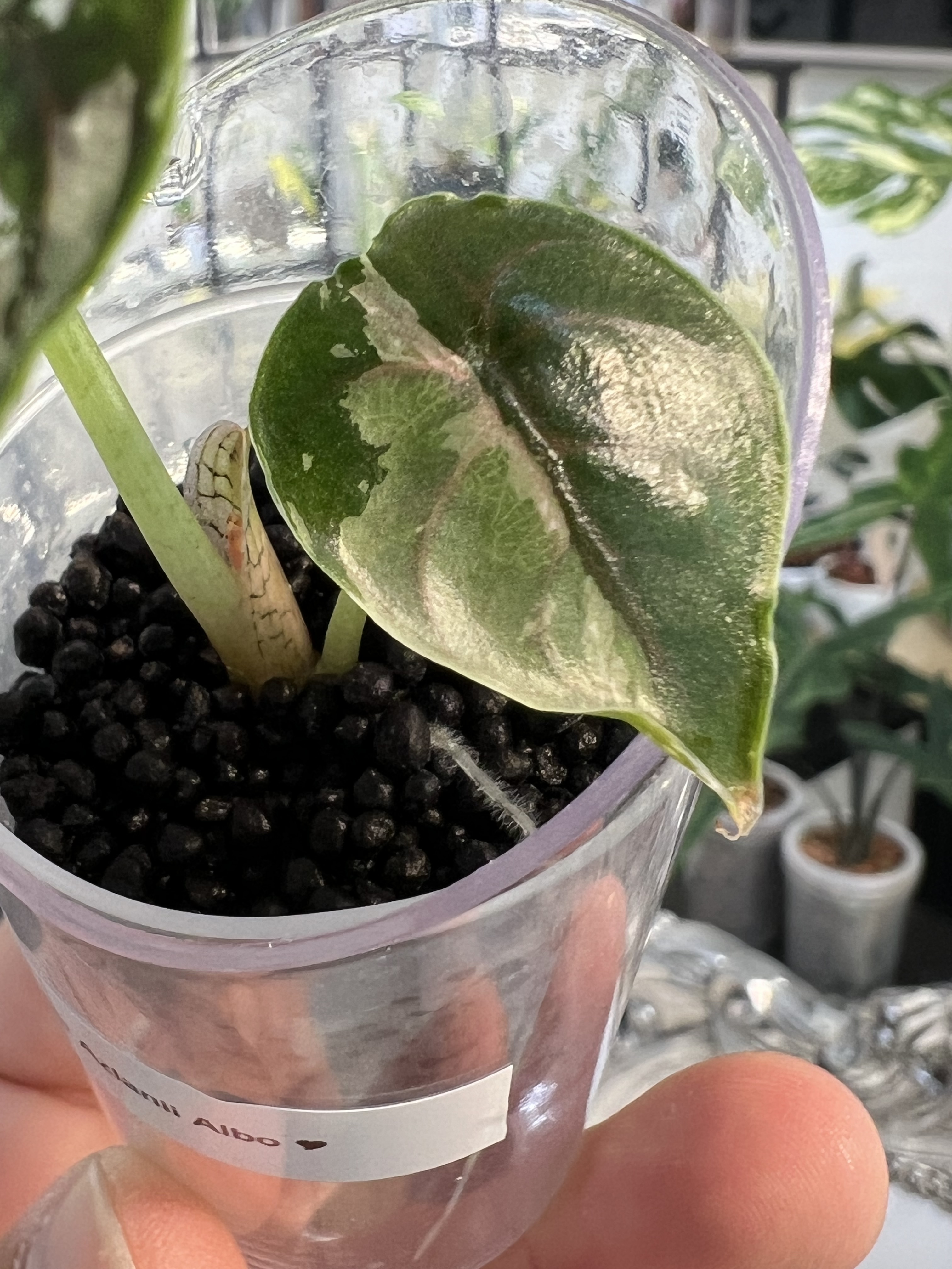 Alocasia Azlanii Variegated