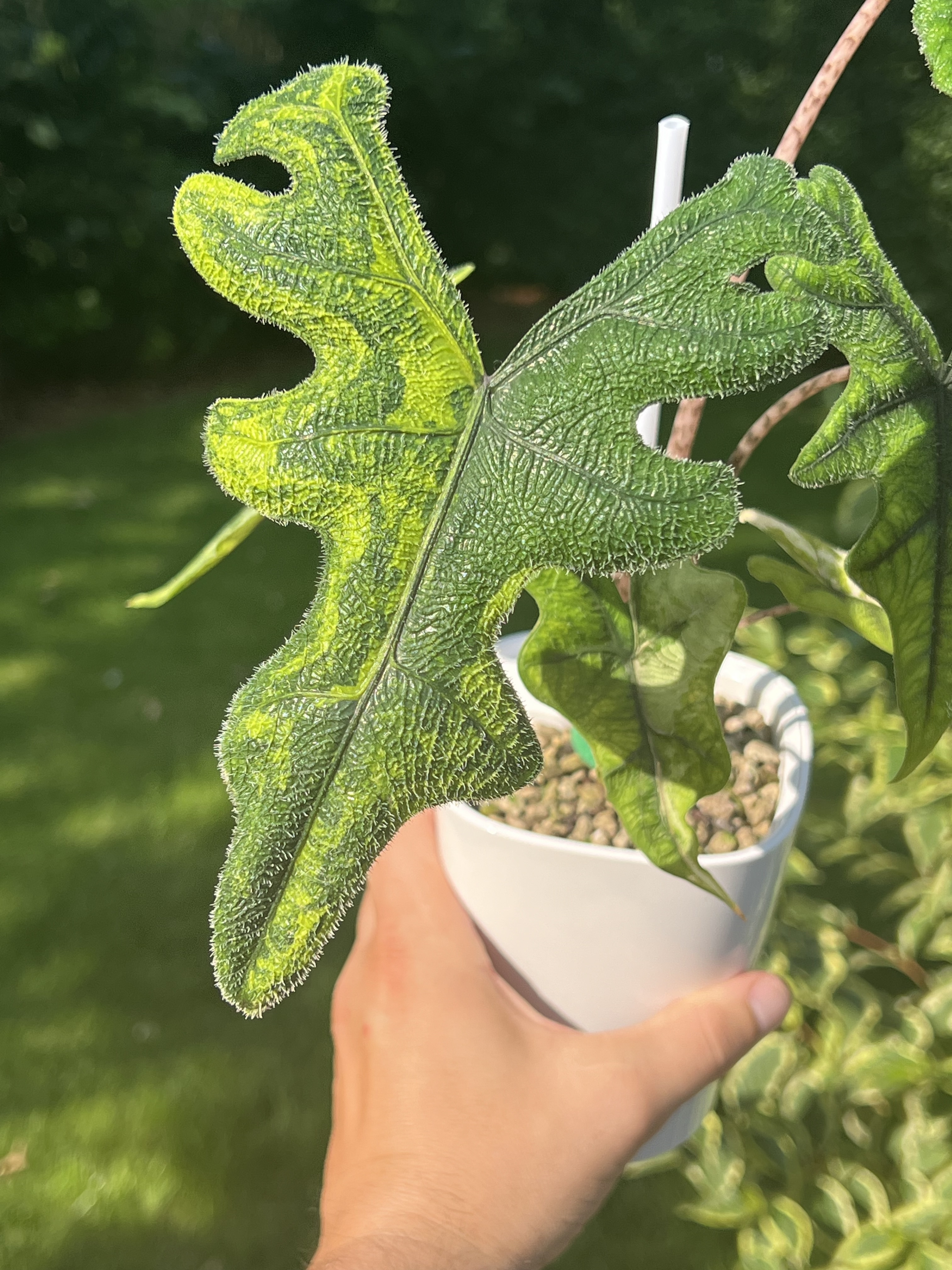 Alocasia Jacklyn Variegated