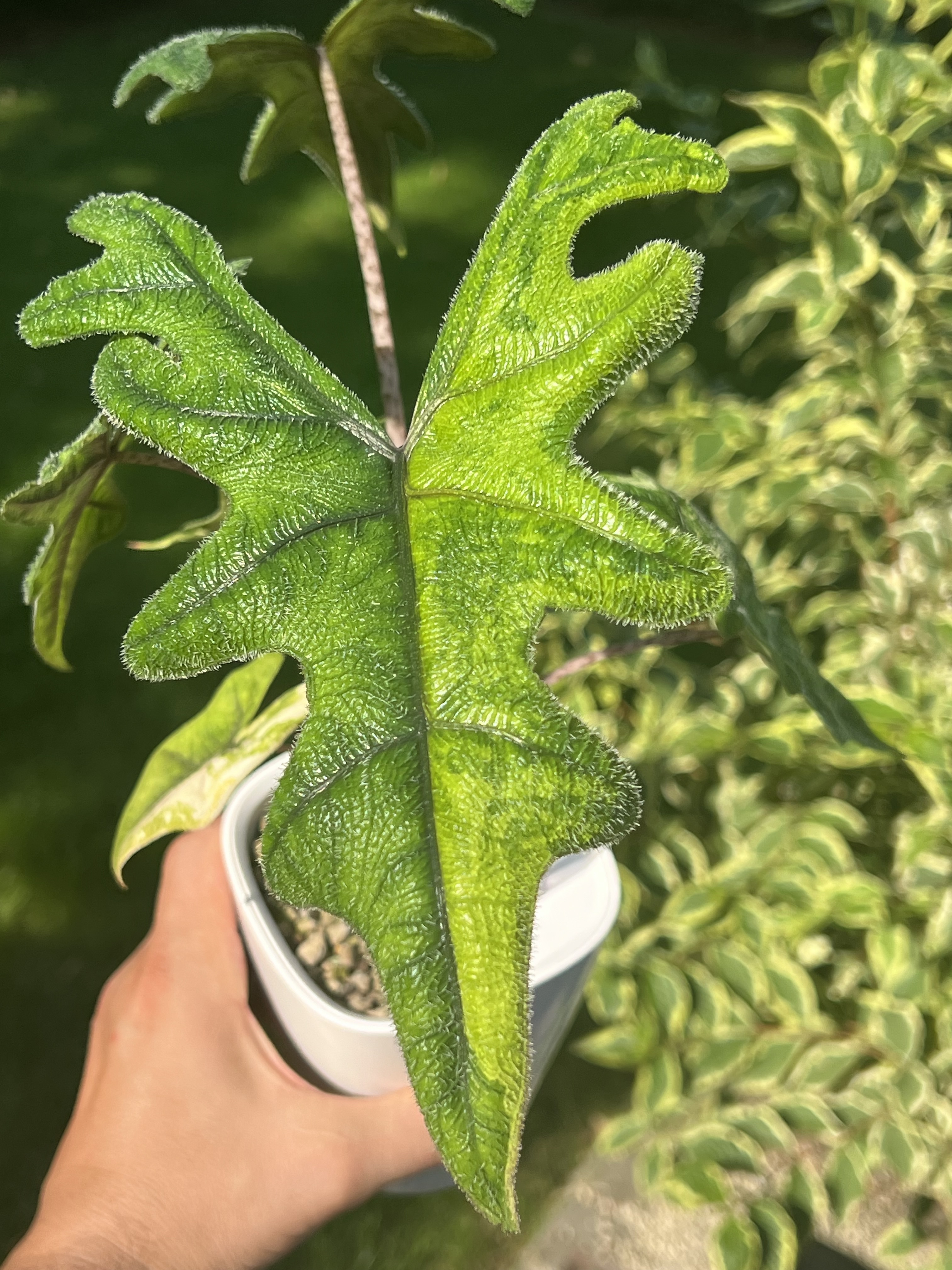 Alocasia Jacklyn Variegated