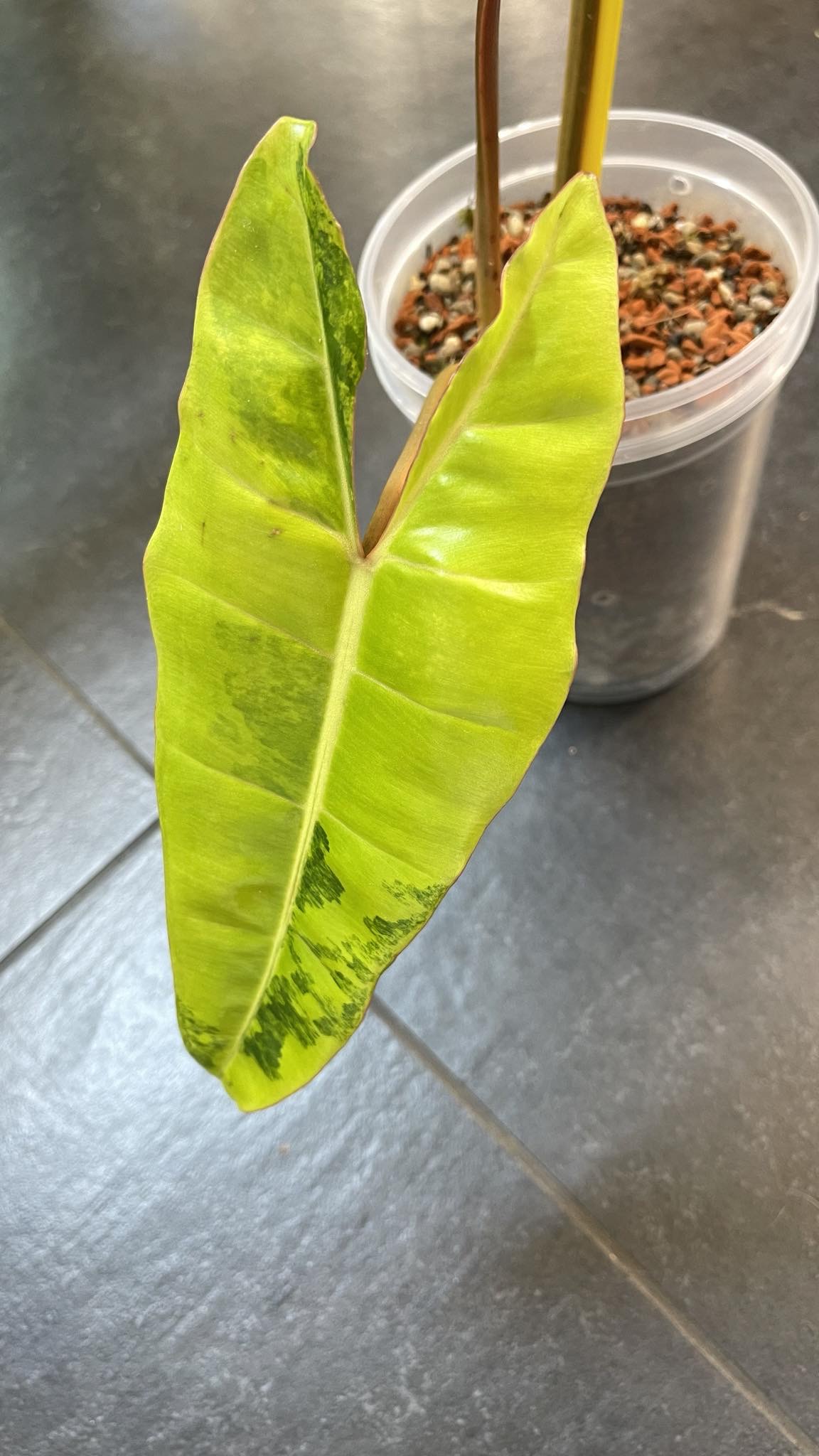 Philodendron Billietiae