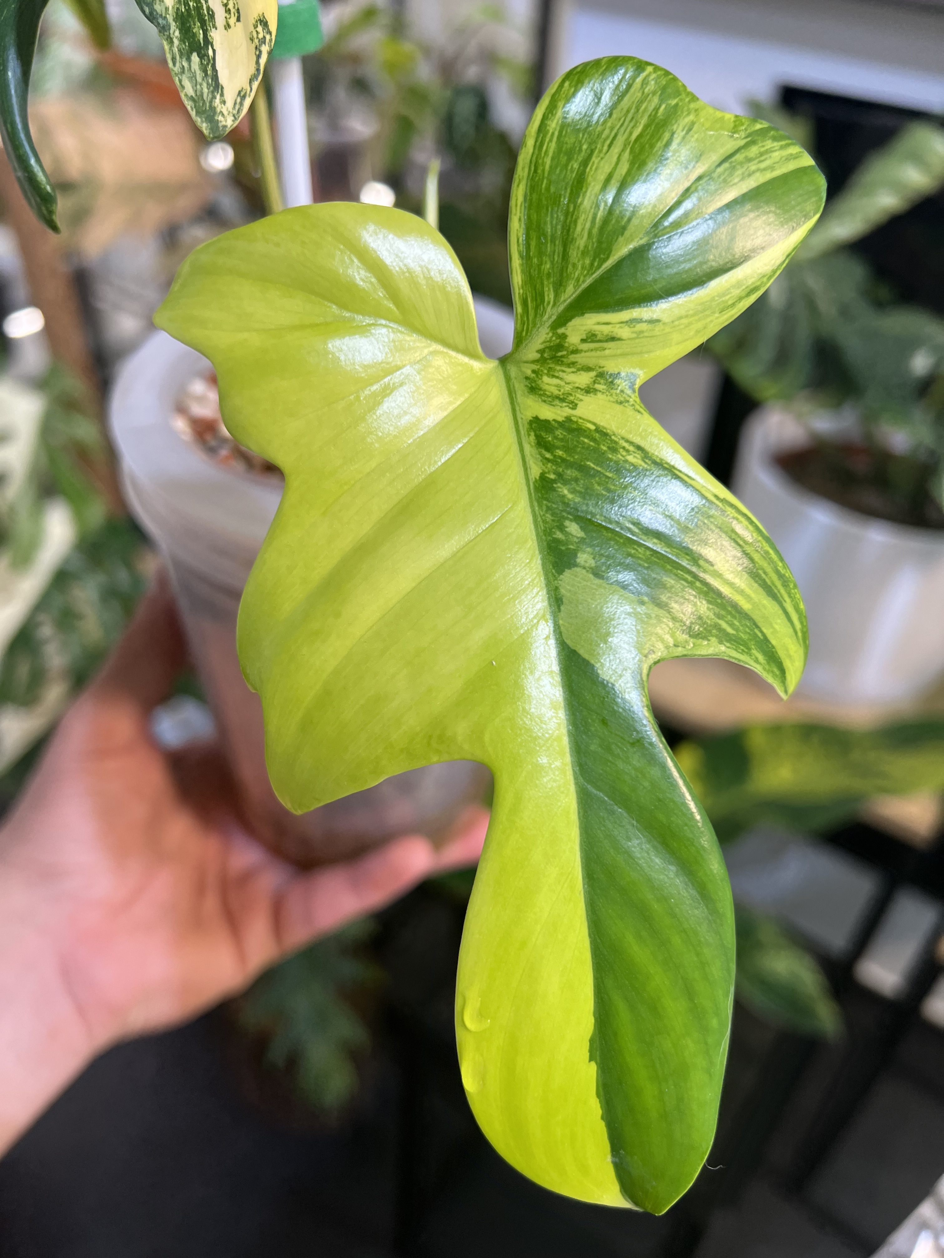 Philodendron Pedatum Variegated