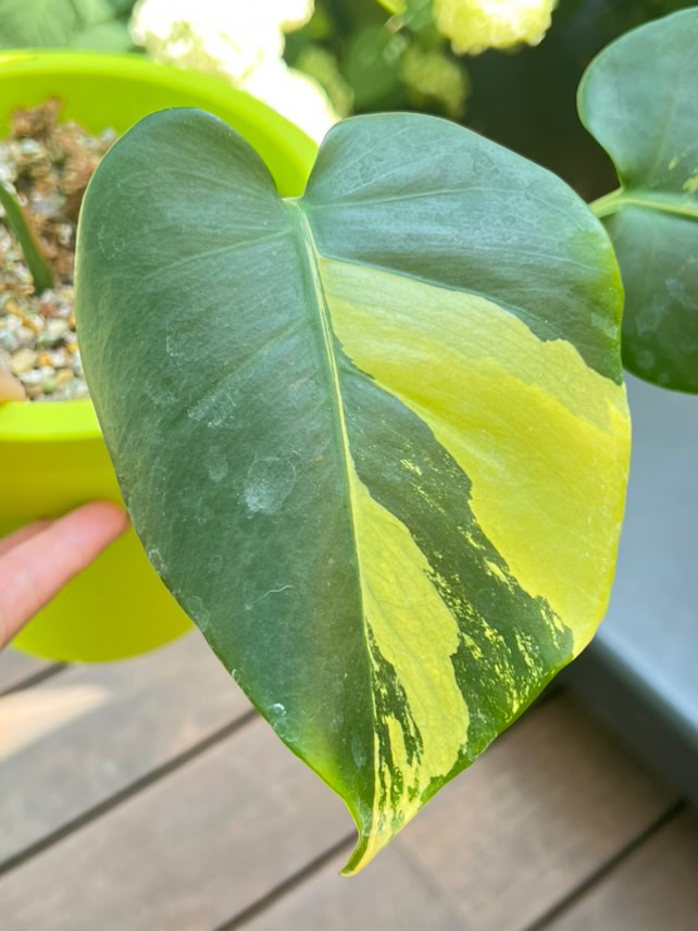 Monstera Deliciosa Aurea Lime mint Variegated