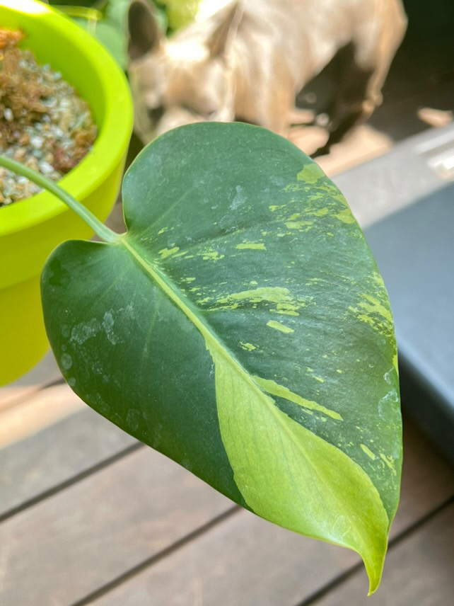Monstera Deliciosa Aurea Lime mint Variegated