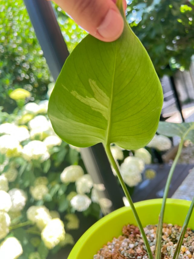 Monstera Deliciosa Aurea Lime mint Variegated