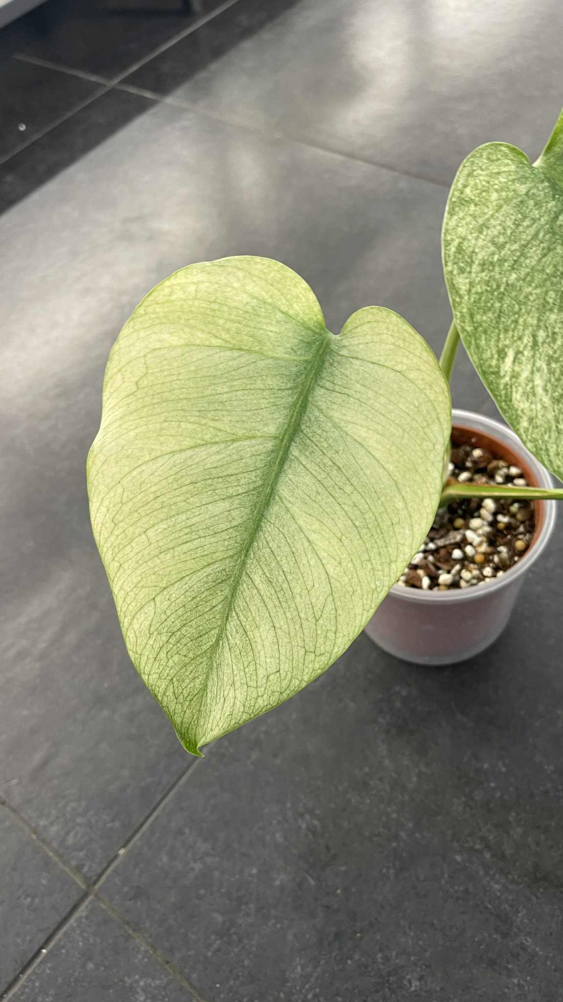 Monstera Jungle Full Mint