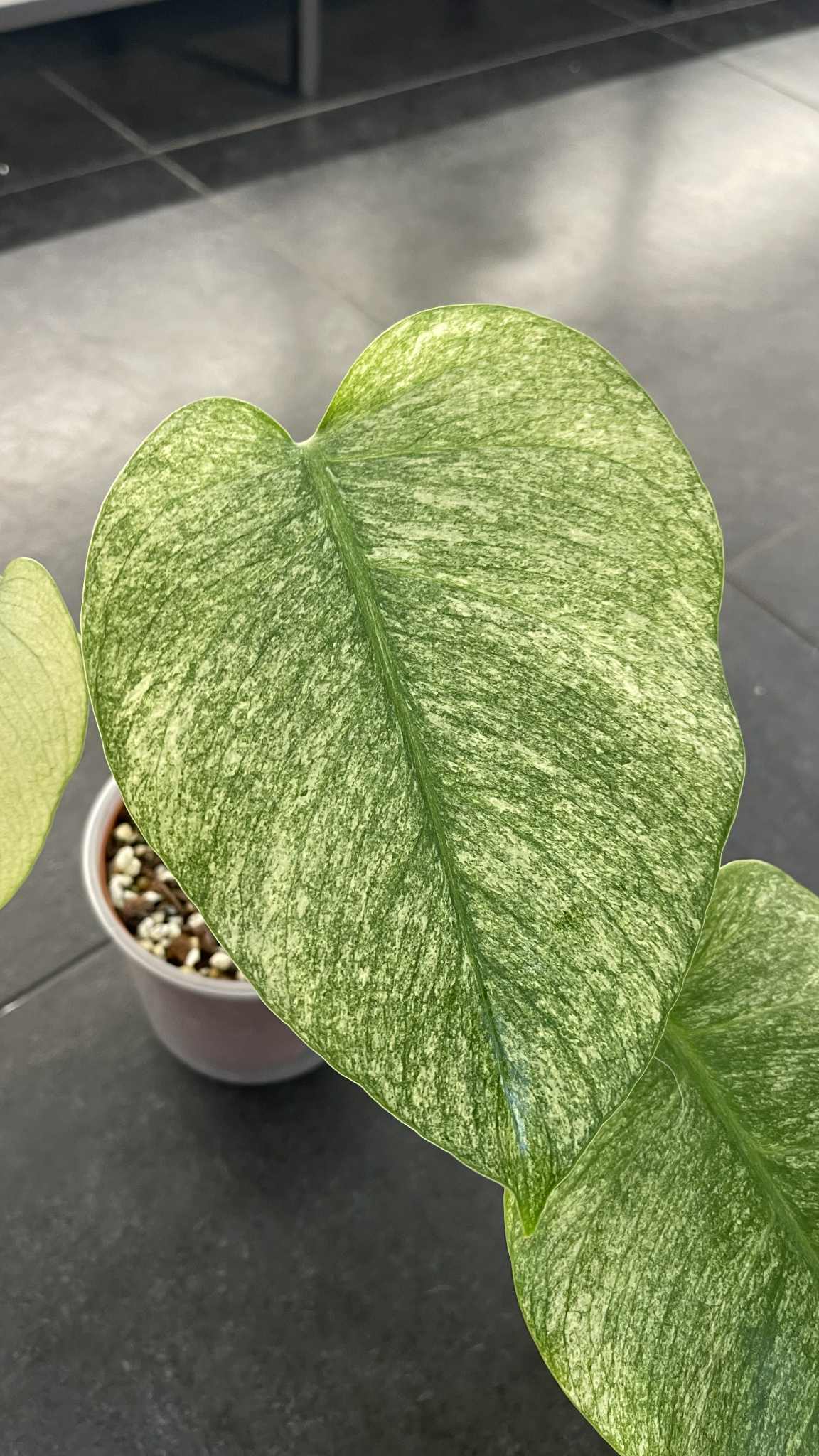 Monstera Jungle Full Mint