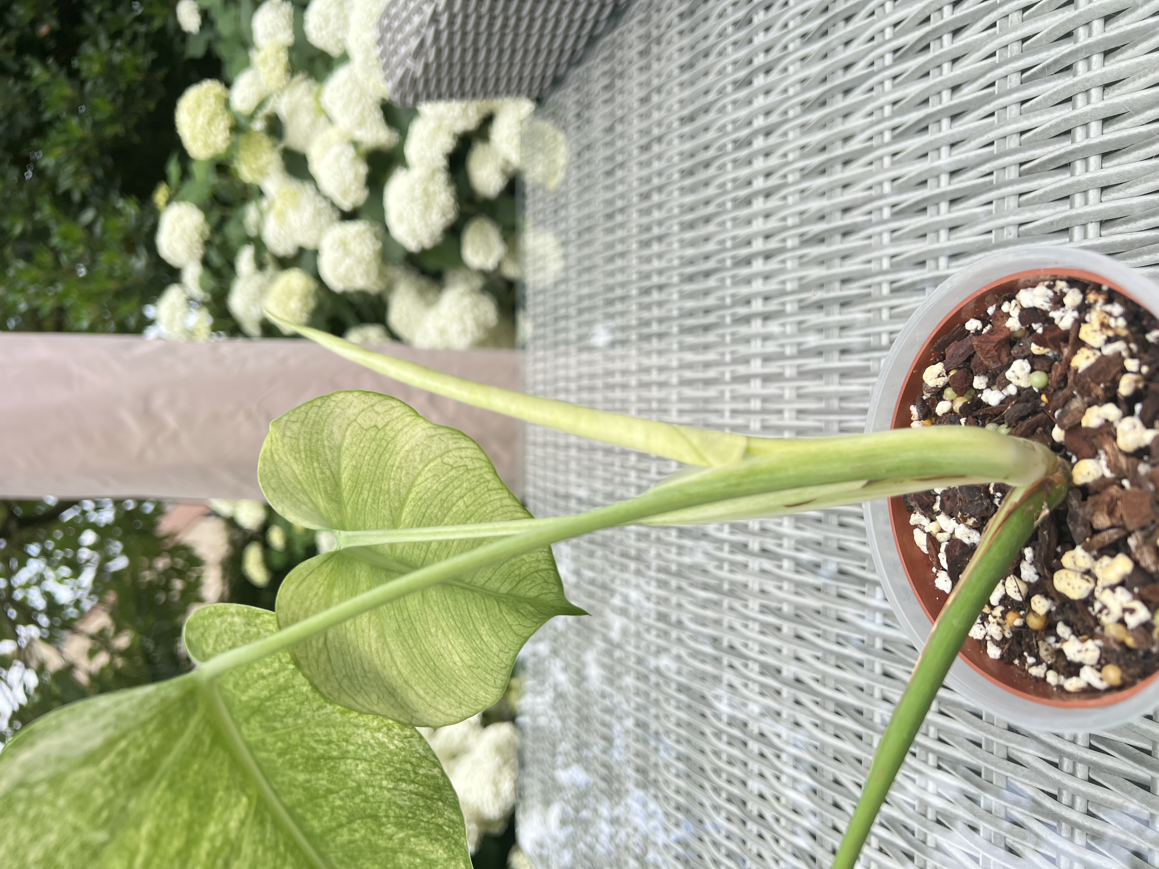 Monstera Jungle Full Mint