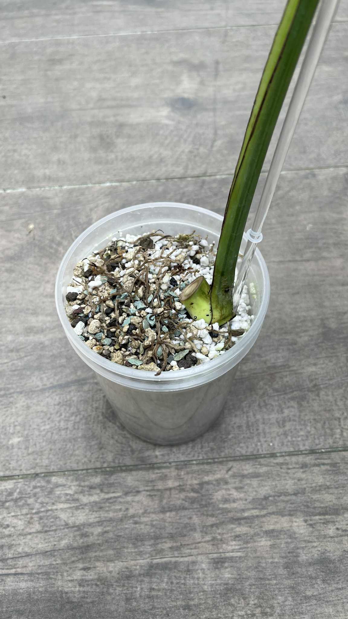 Monstera Light Lime