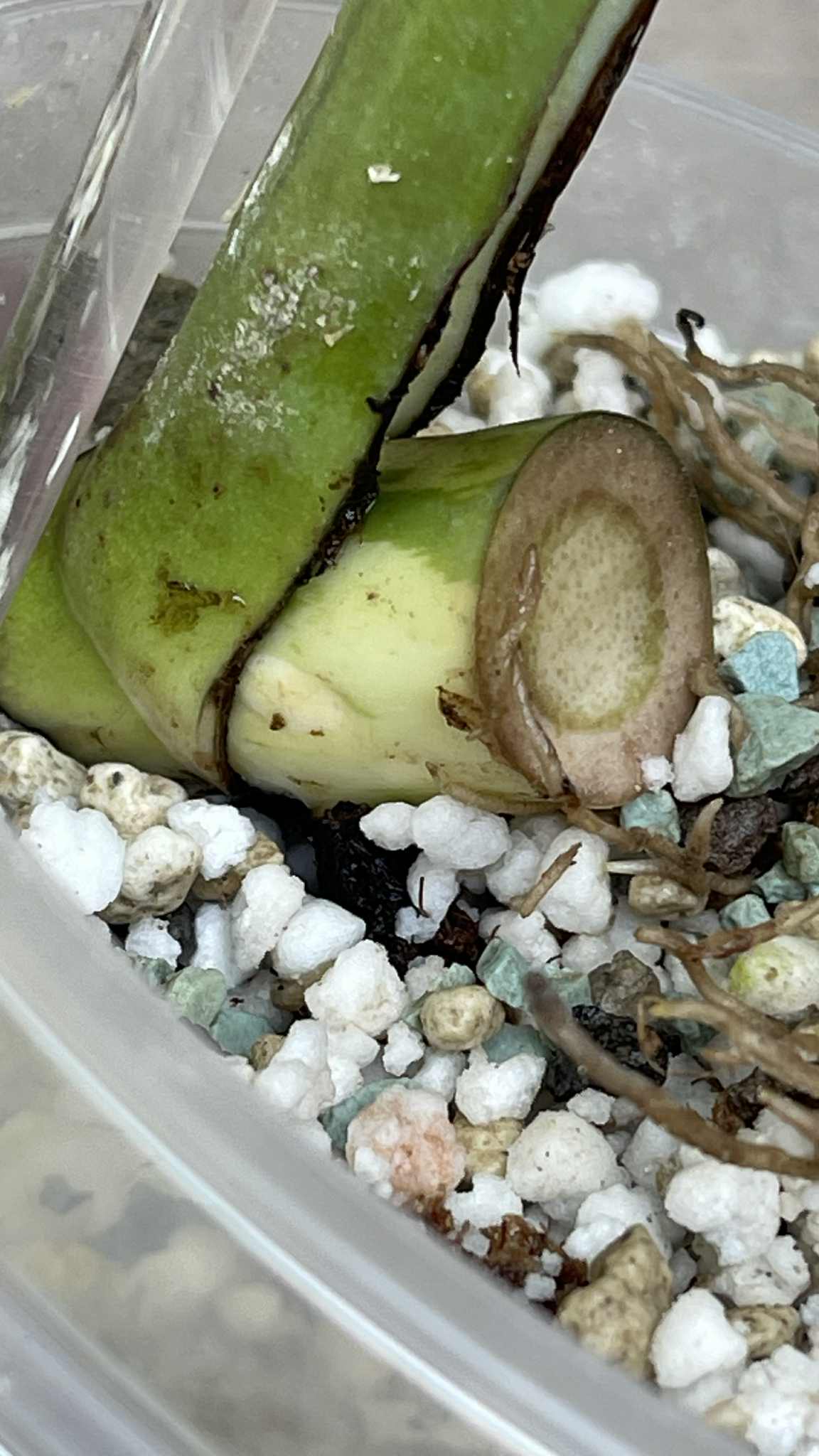 Monstera Light Lime