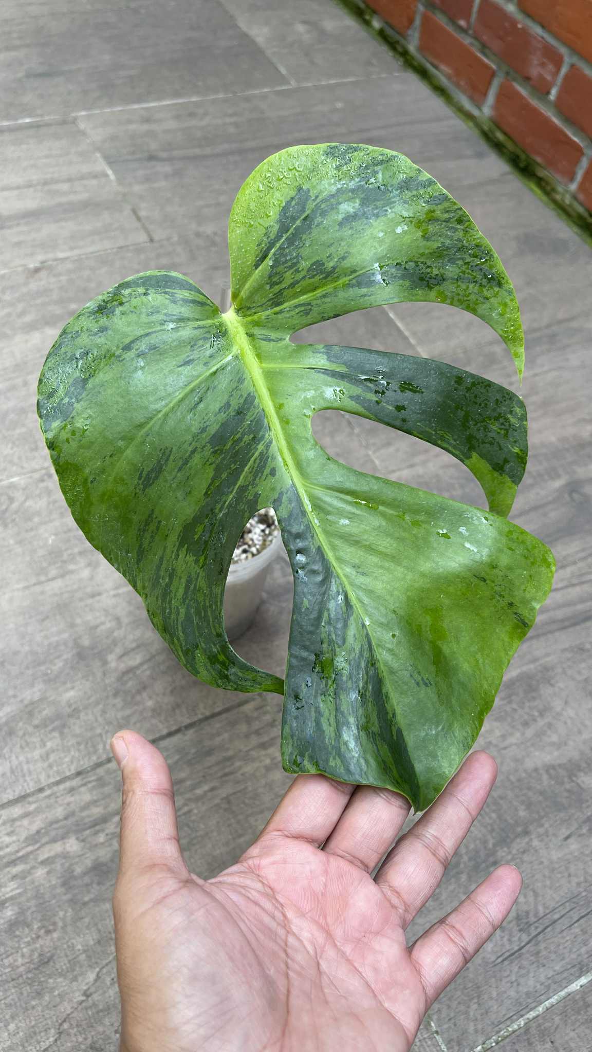 Monstera Light Lime