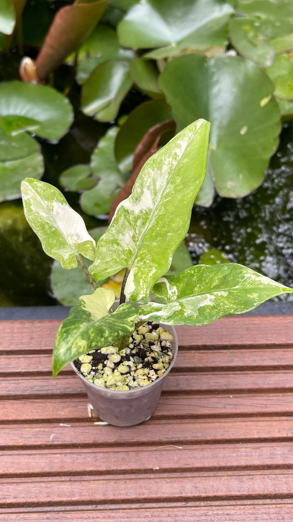 Alocasia Lauterbachiana Albo Variegated