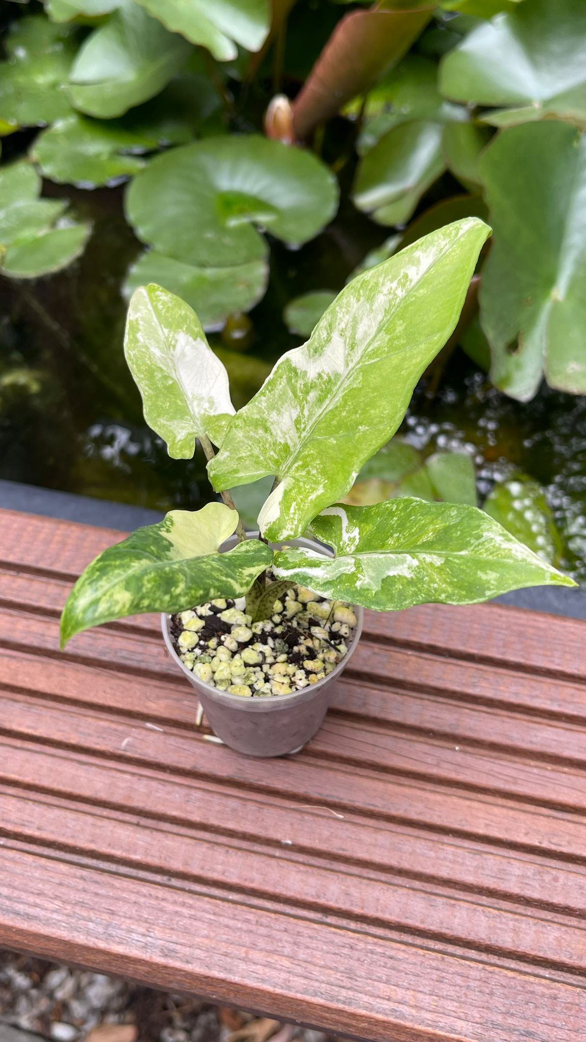 Alocasia Lauterbachiana Albo Variegated