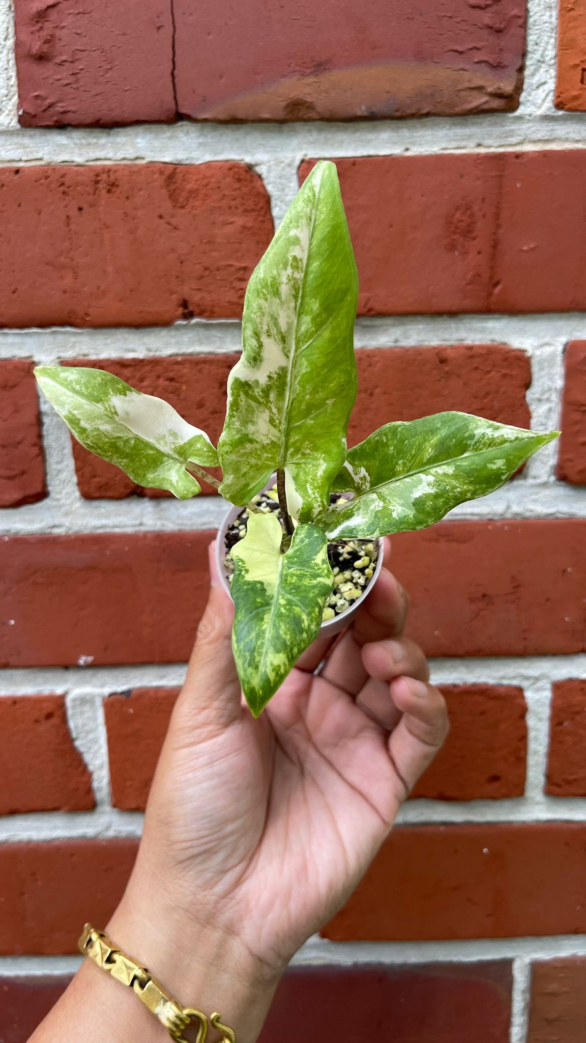 Alocasia Lauterbachiana Albo Variegated