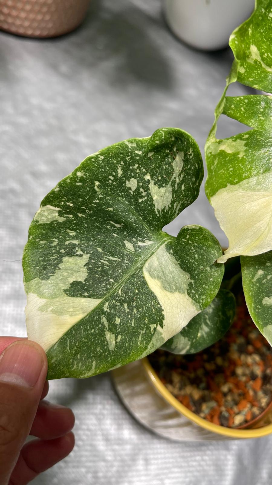 Monstera Contorta