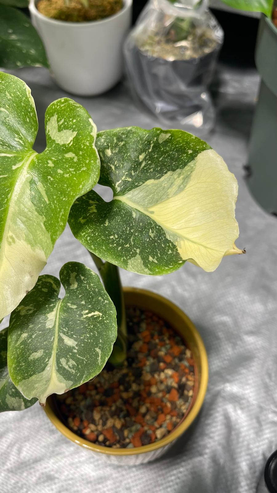 Monstera Contorta