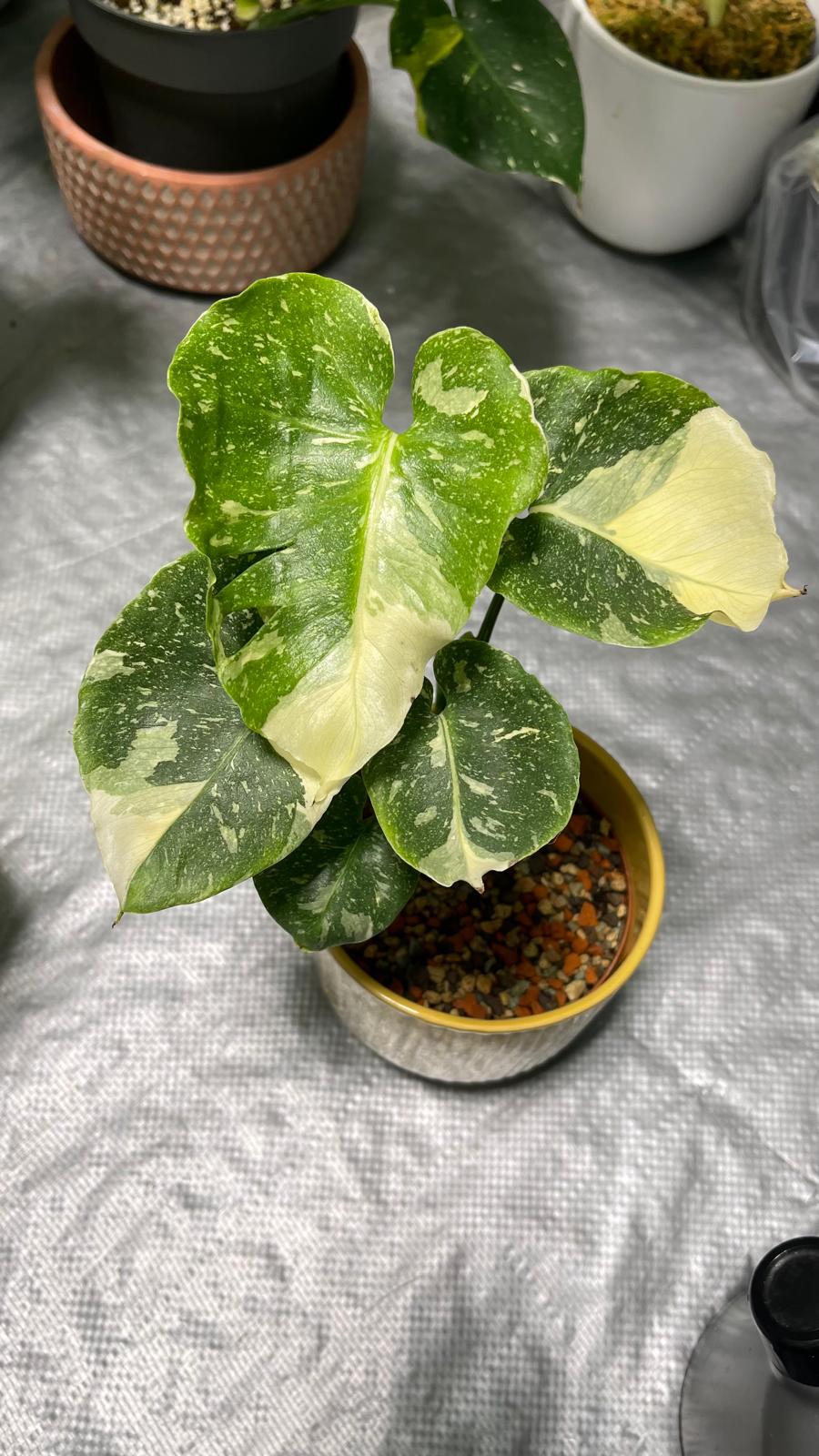 Monstera Contorta