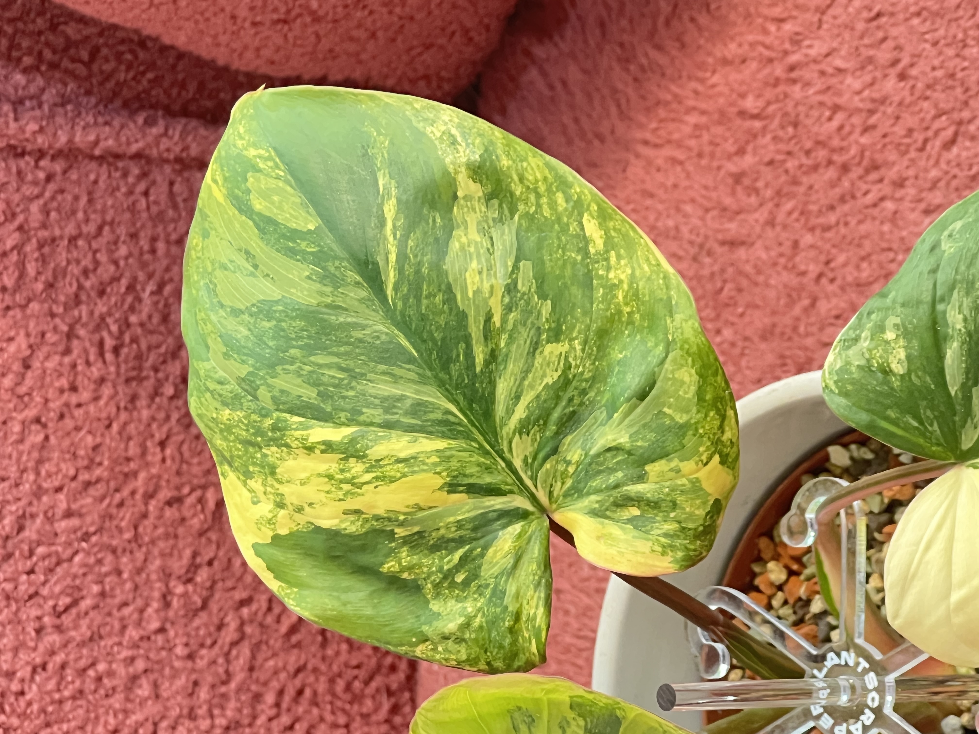 Homalomena Rubescens Variegated