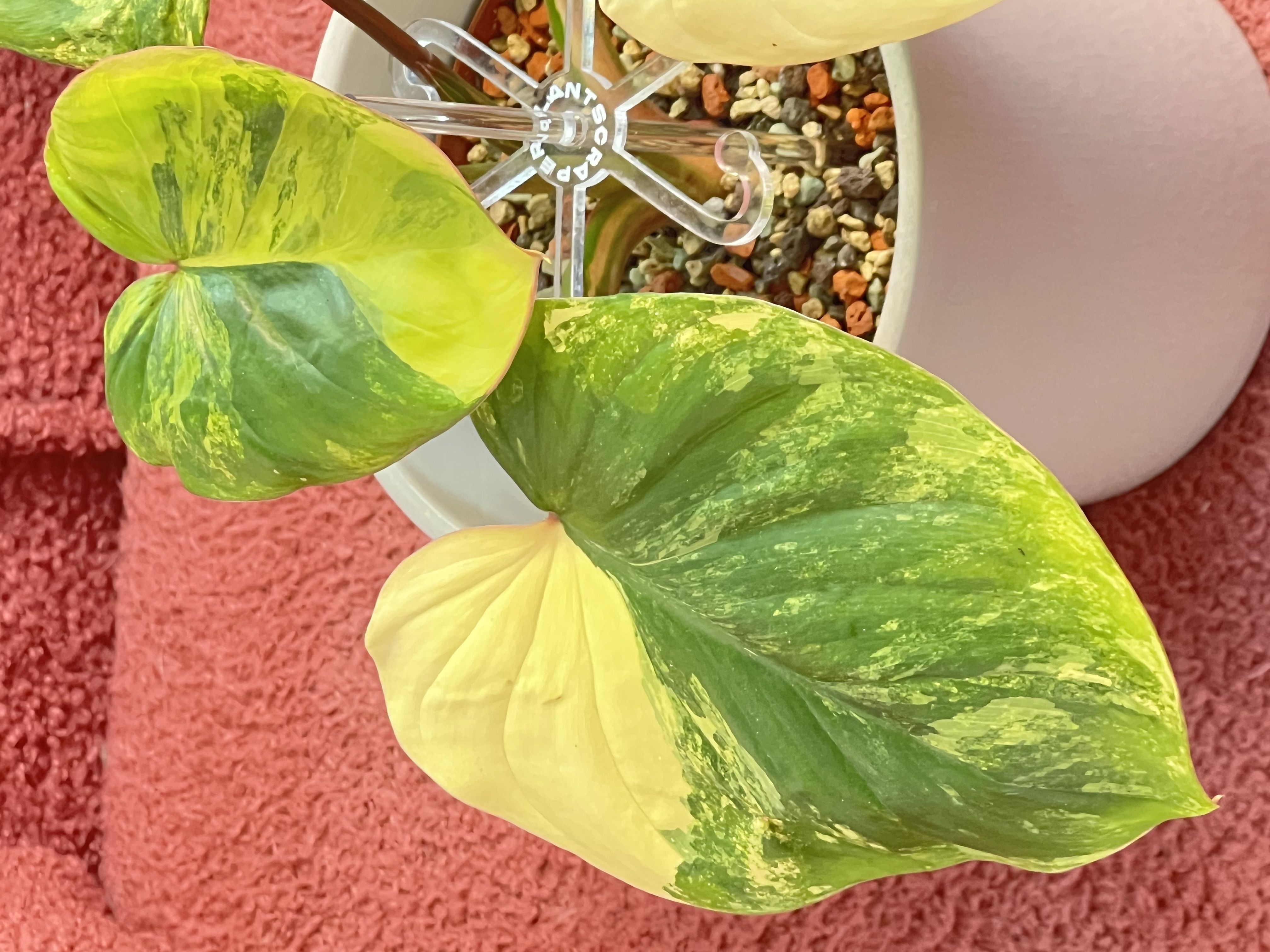 Homalomena Rubescens Variegated