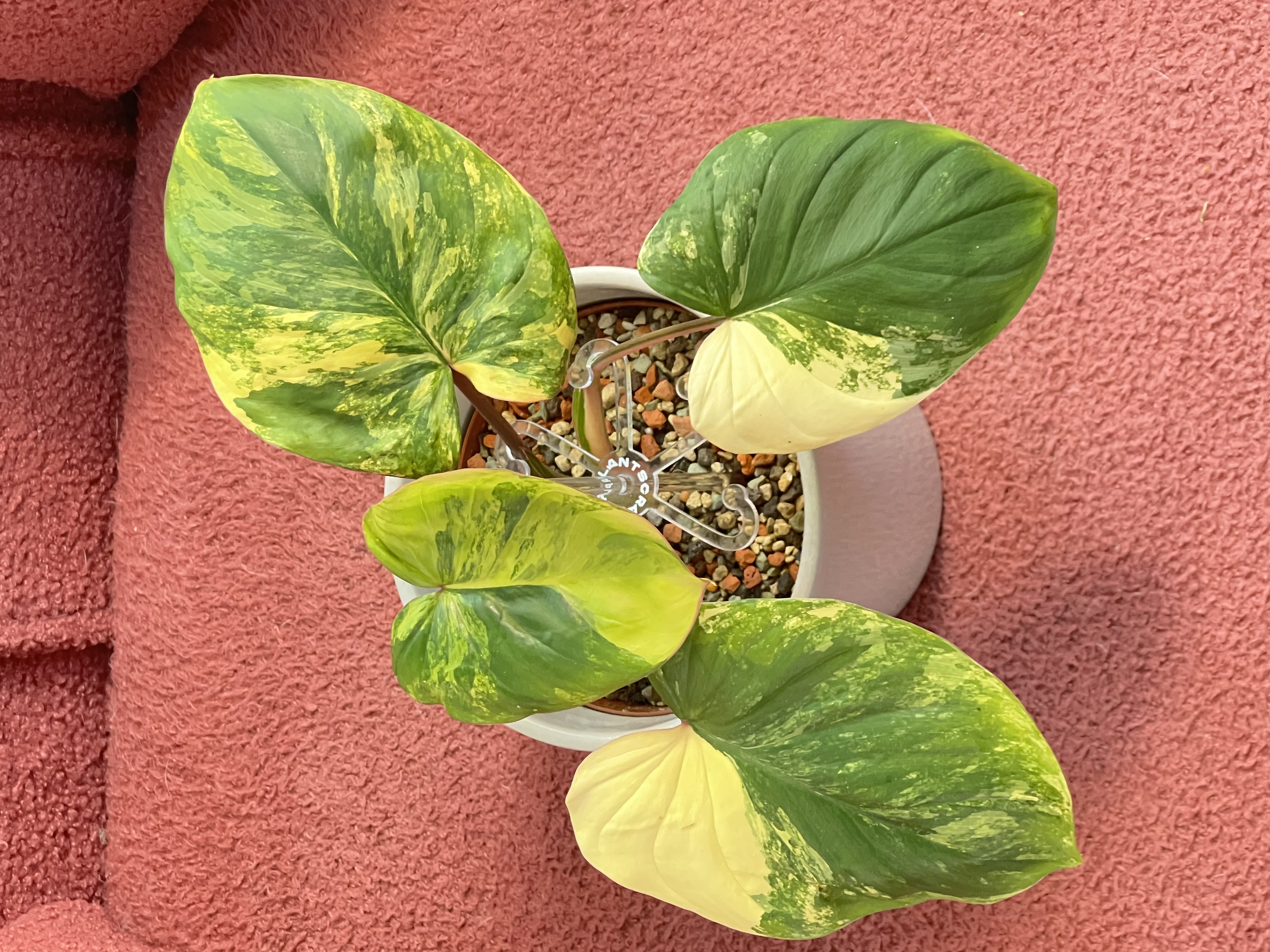 Homalomena Rubescens Variegated