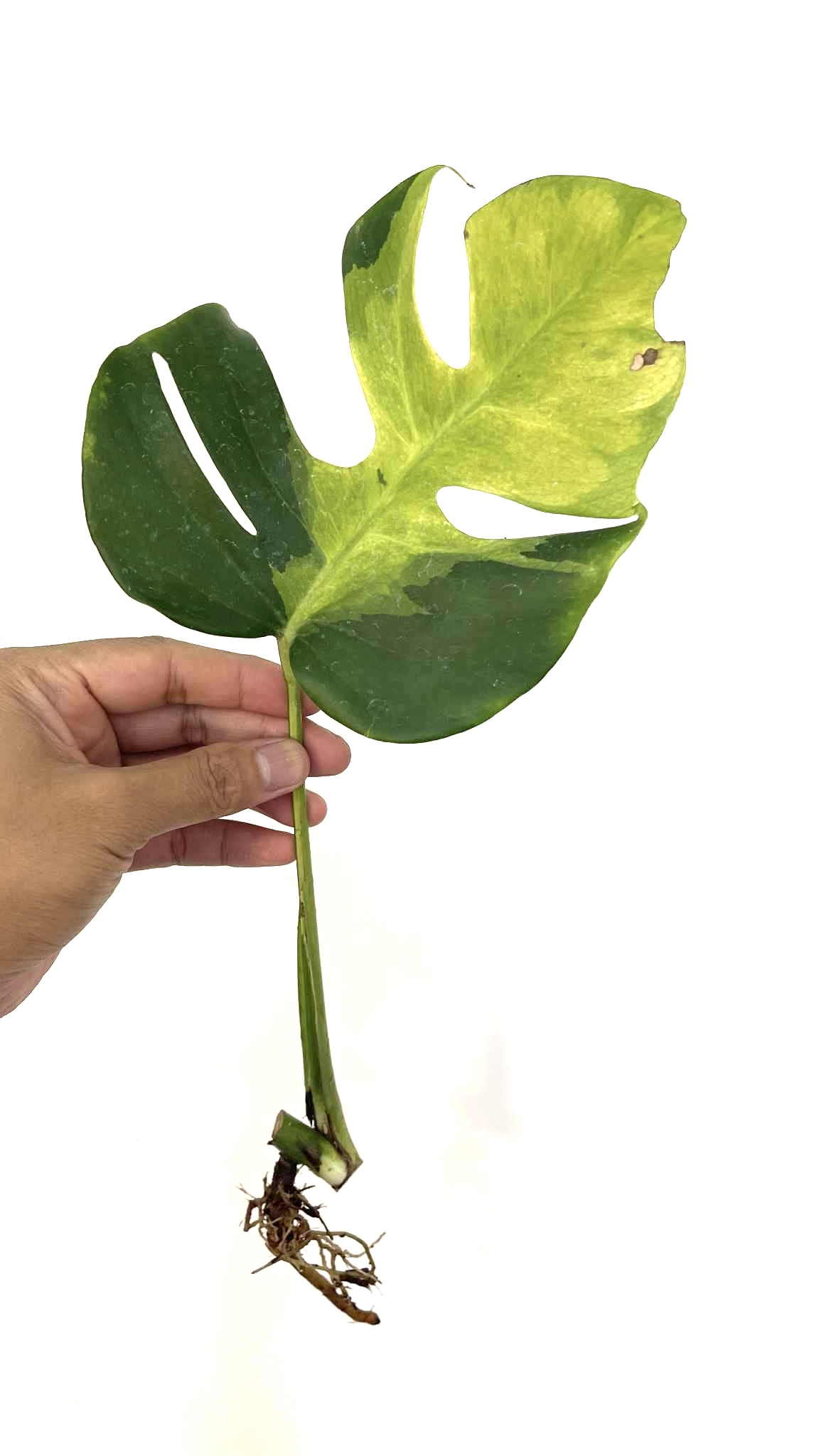 Monstera Deliciosa Lava Aurea Variegated