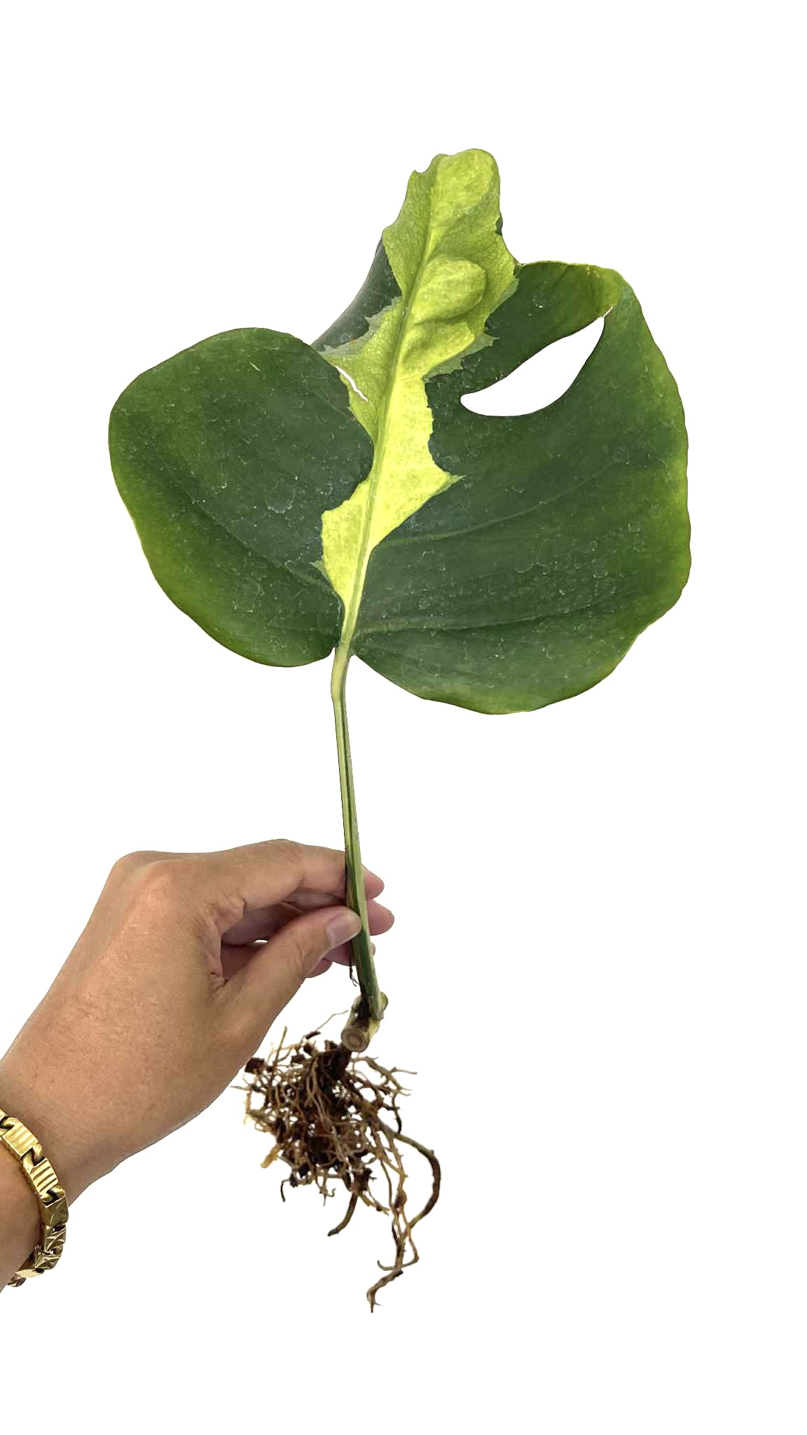 Monstera Deliciosa Lava Aurea Variegated
