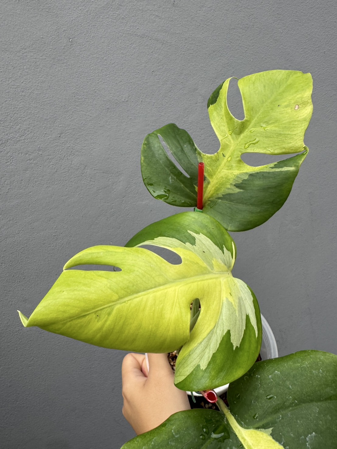 Monstera Deliciosa Lava Aurea Variegated