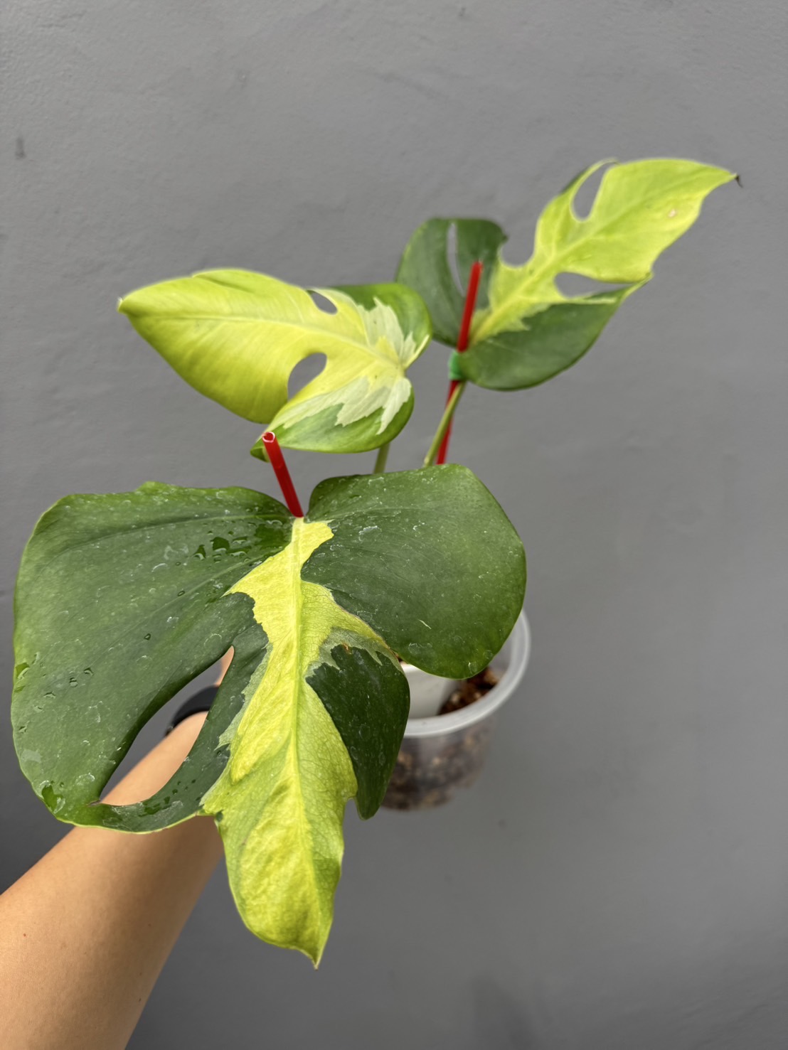 Monstera Deliciosa Lava Aurea Variegated