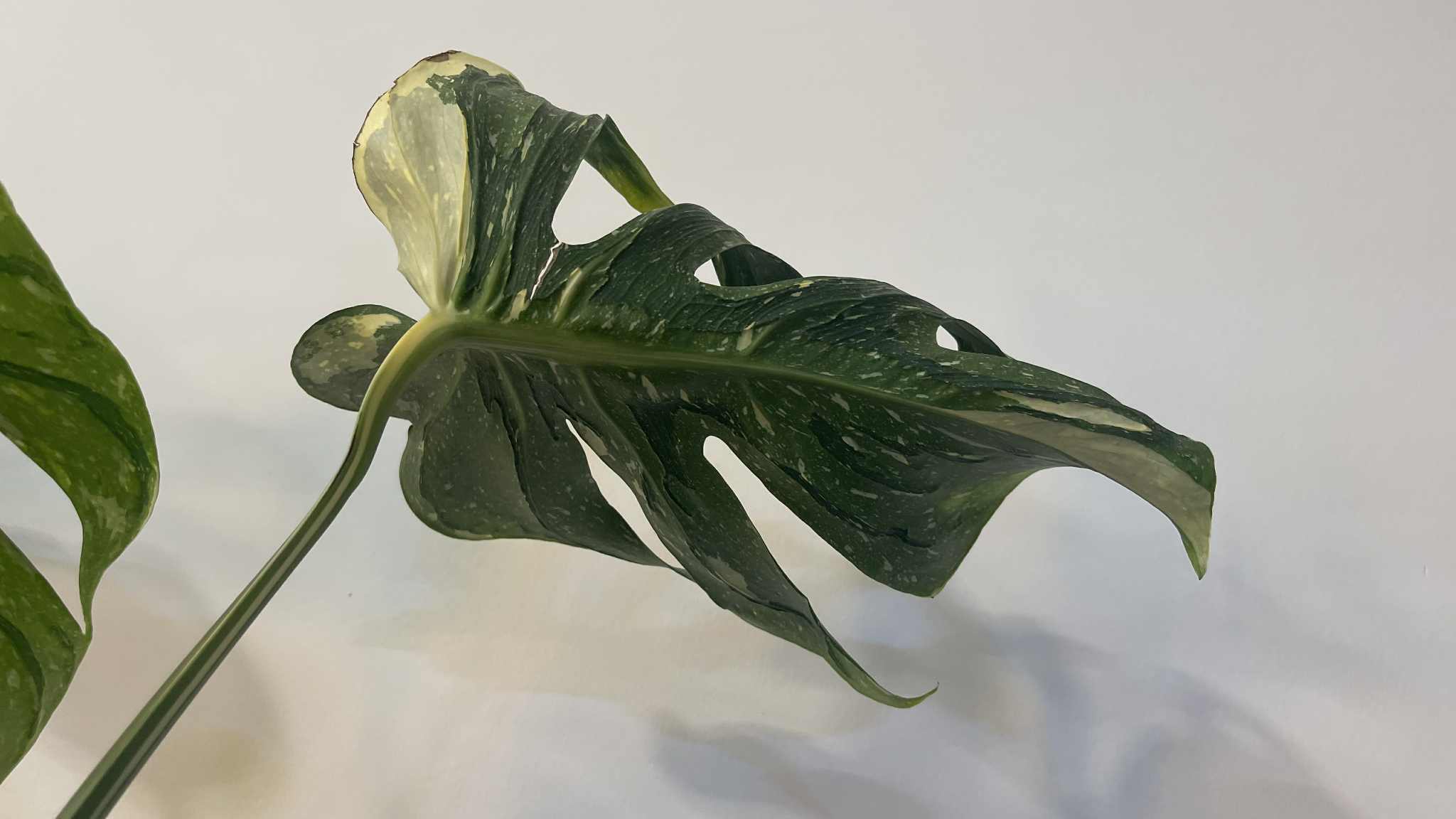 Monstera Deliciosa Medusa
