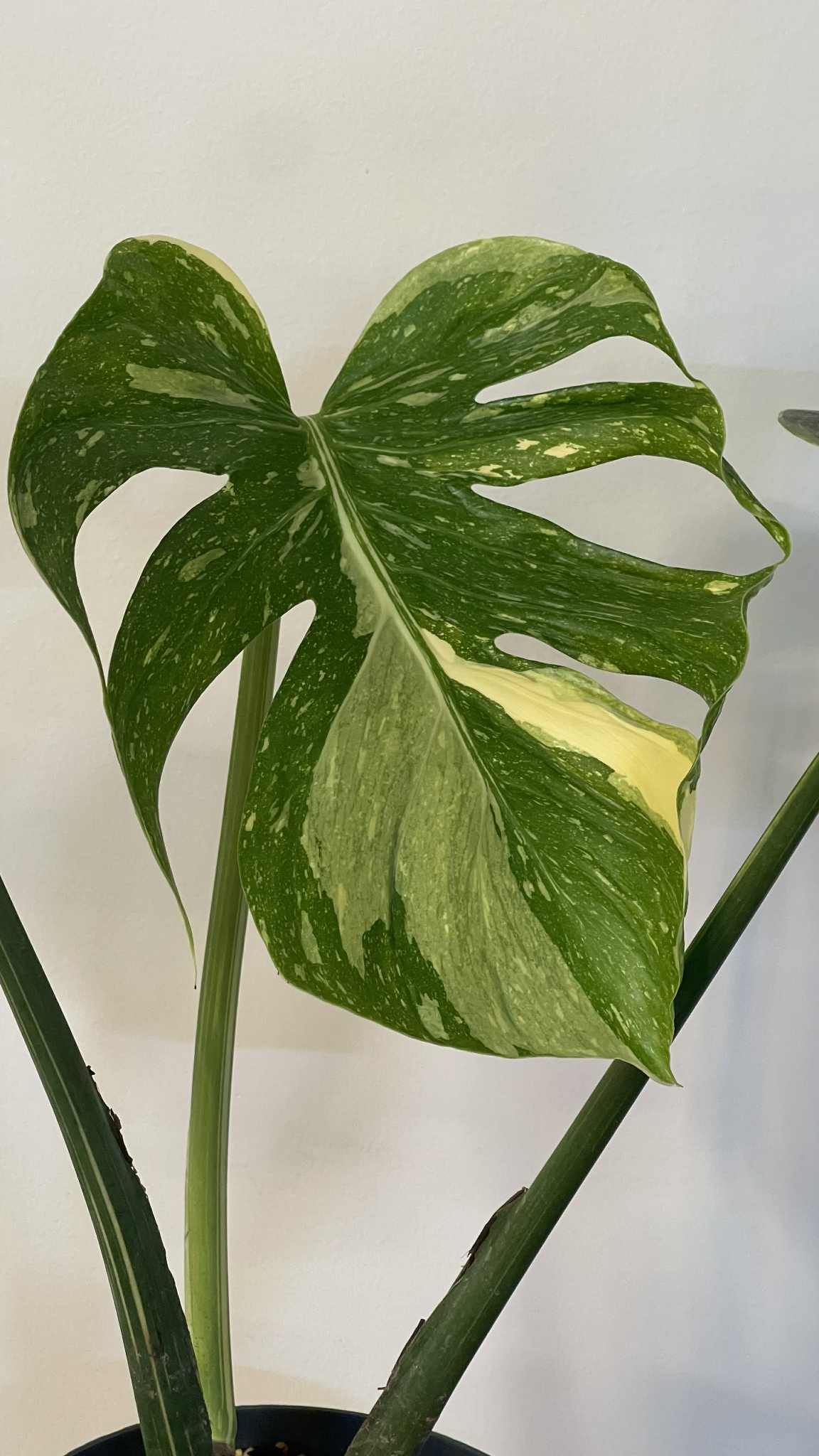 Monstera Deliciosa Medusa