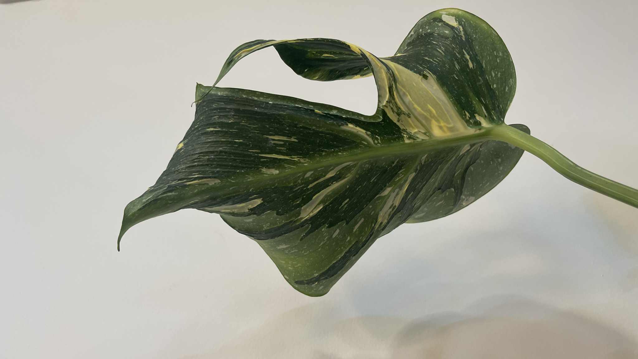 Monstera Deliciosa Medusa