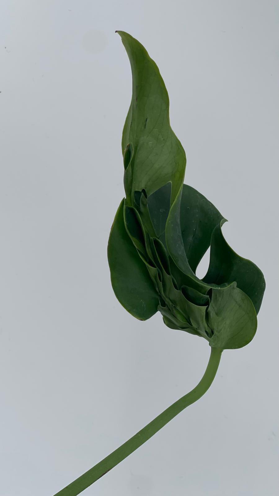 Monstera Hurricane 2