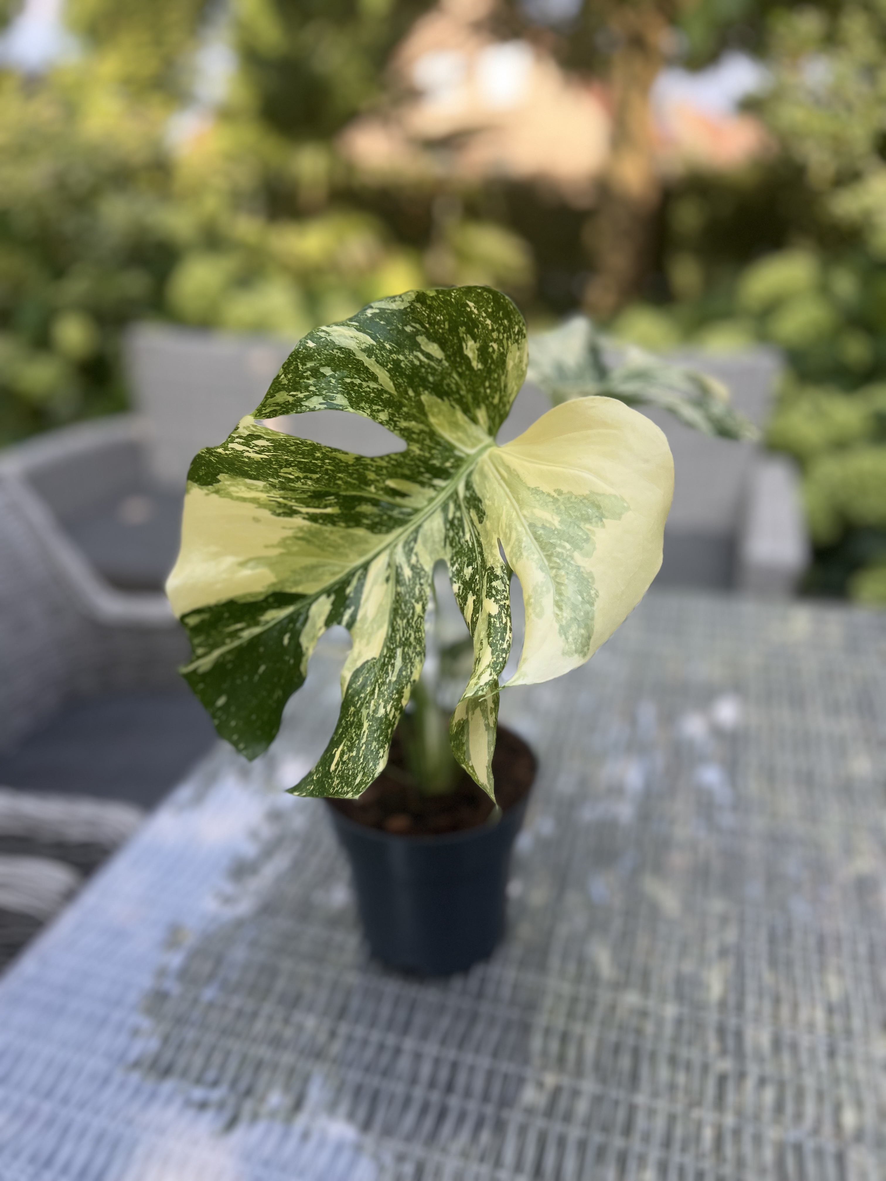 Monstera Thai Constellation Crème Brûlée