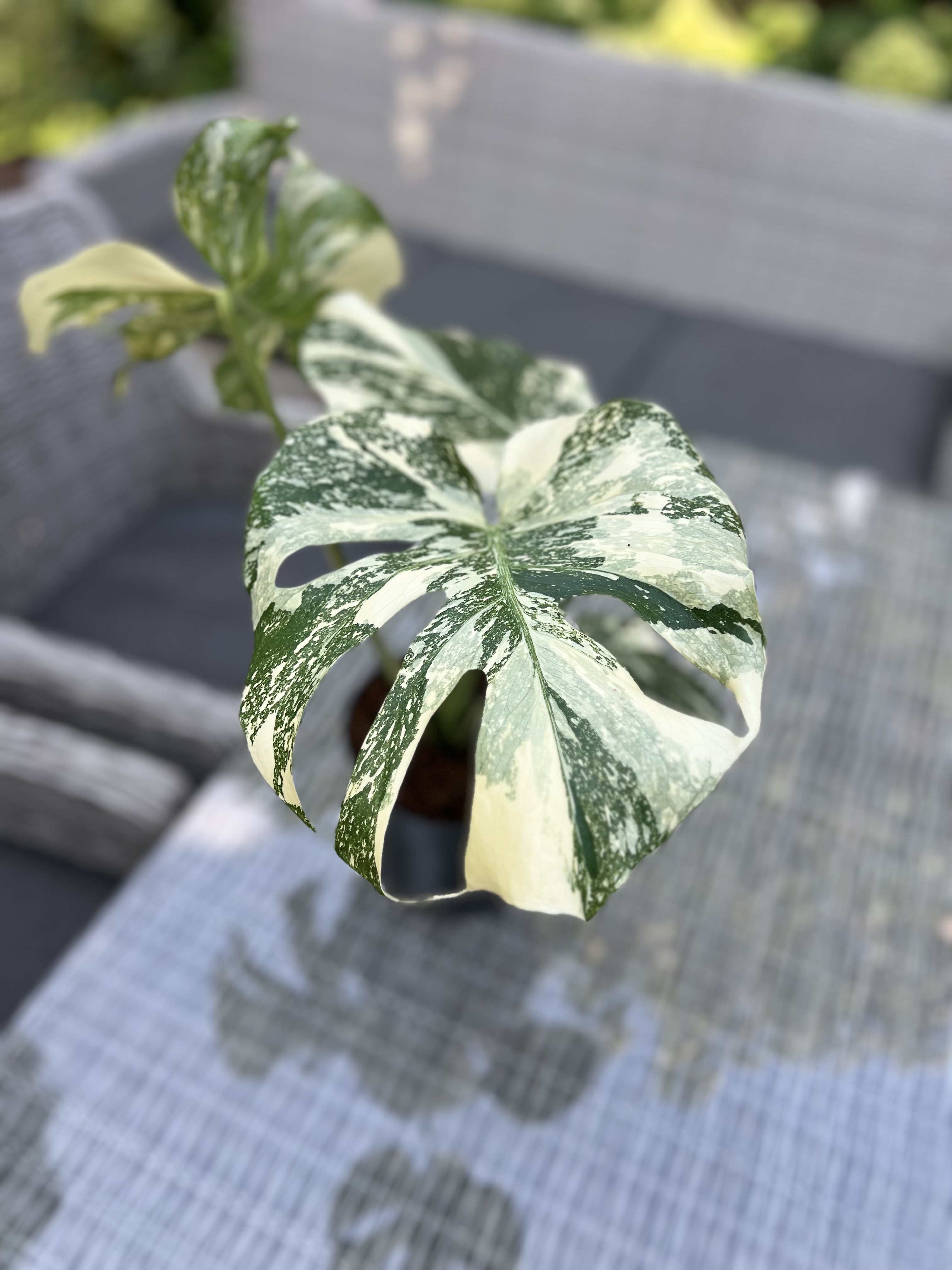 Monstera Thai Constellation Crème Brûlée