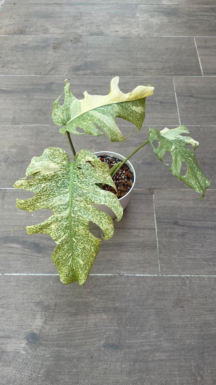 Monstera Cassiopeia