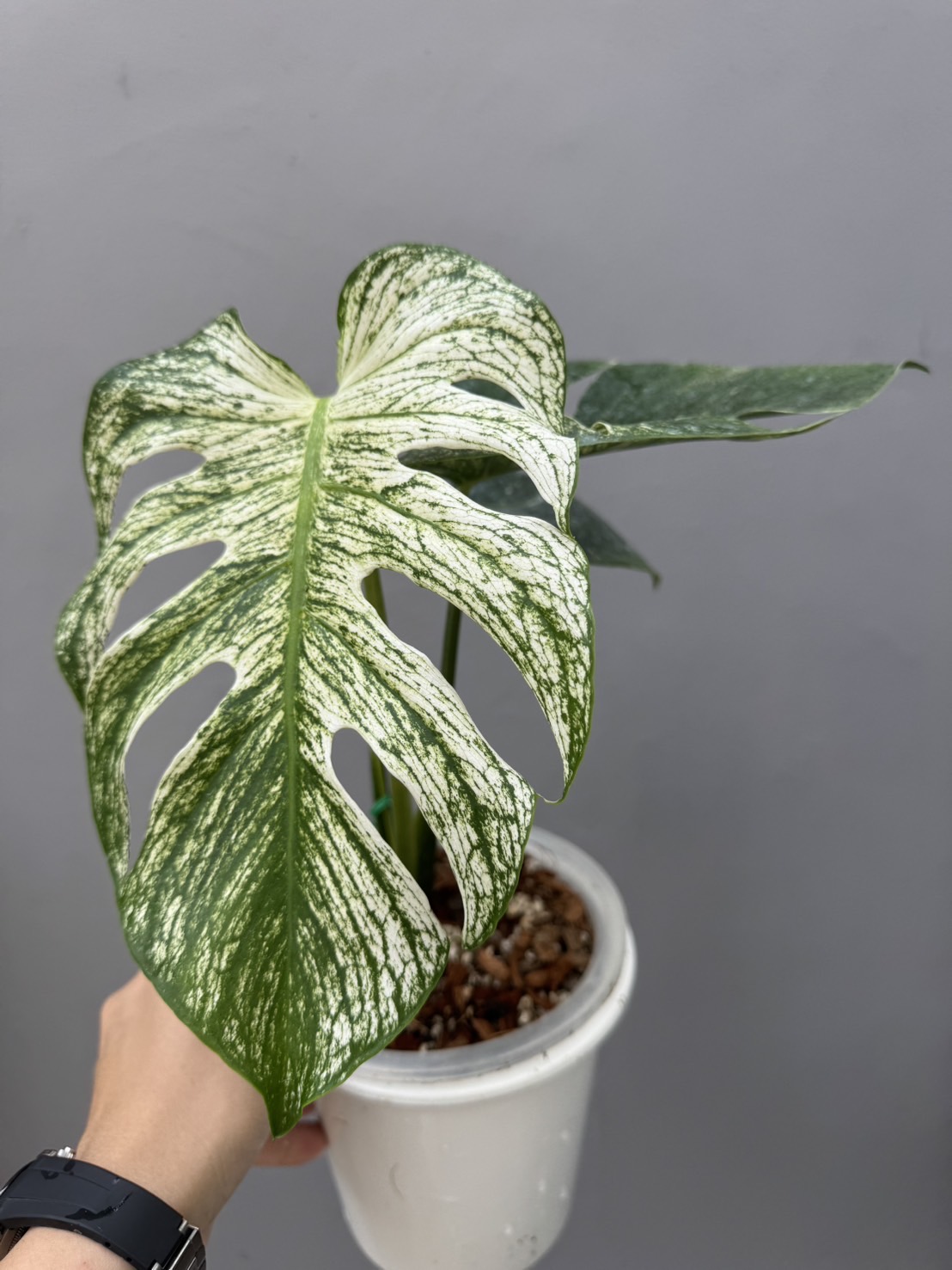 Monstera Devil Monster 2