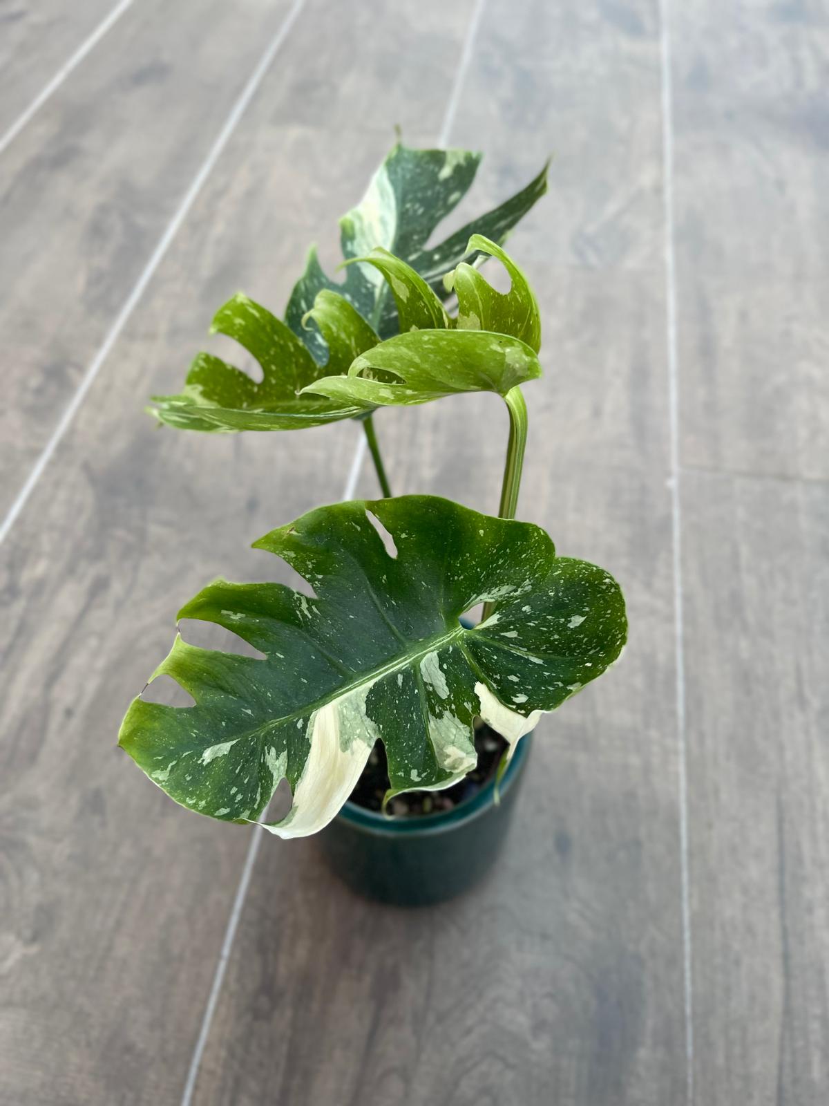 Monstera Rib Cage / Eagle Claw