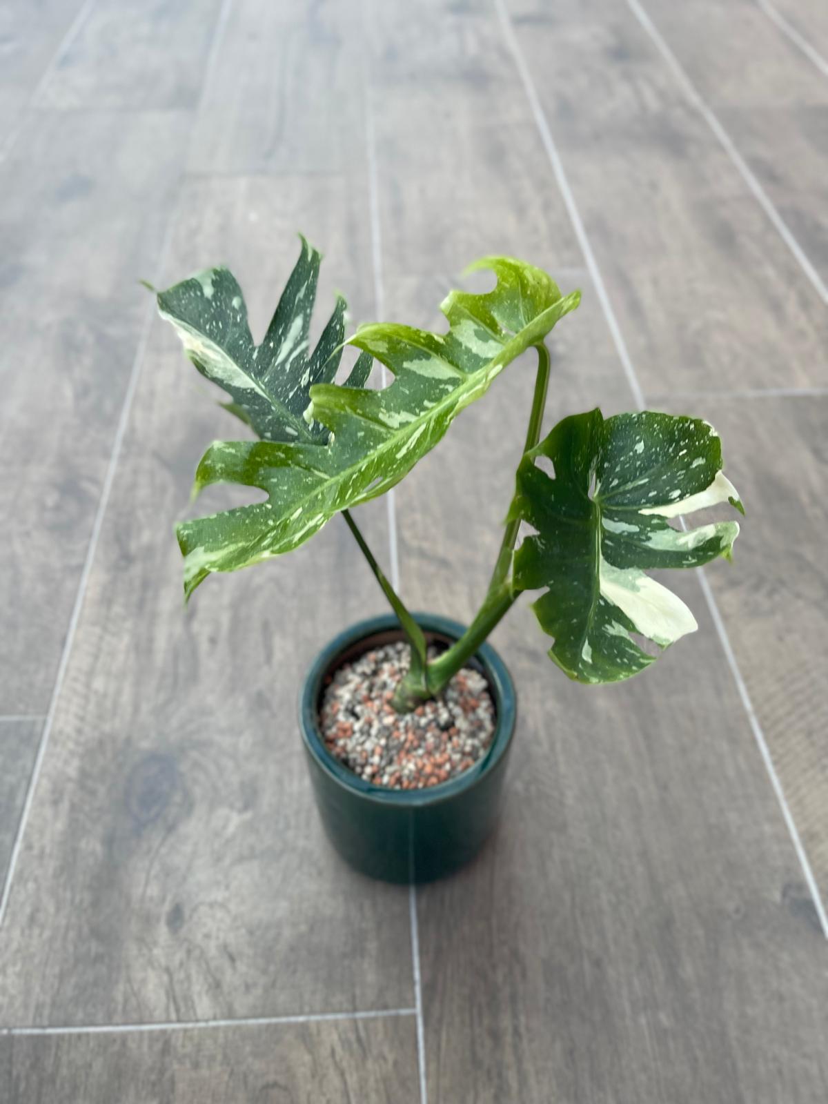 Monstera Rib Cage / Eagle Claw