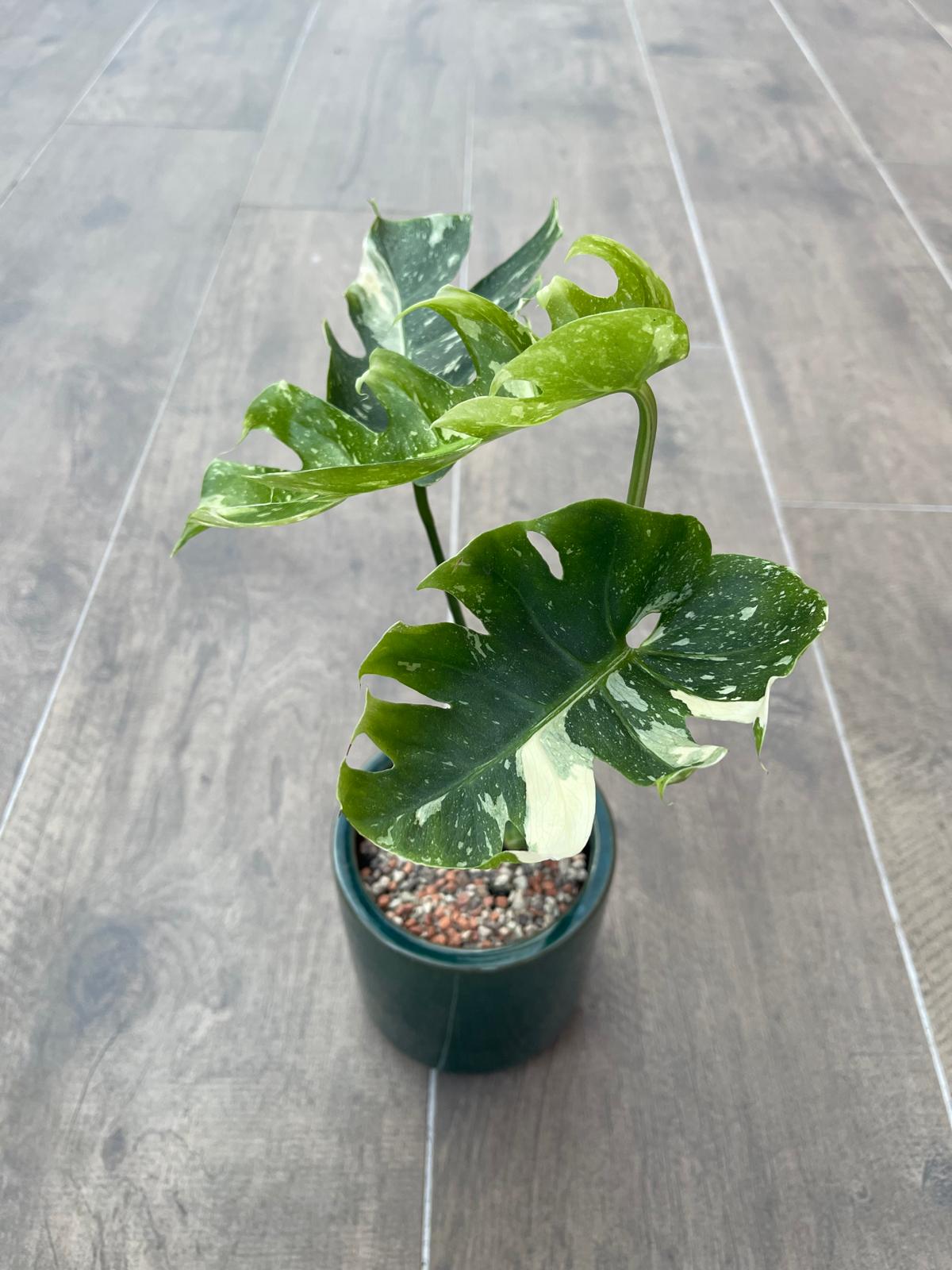 Monstera Rib Cage / Eagle Claw