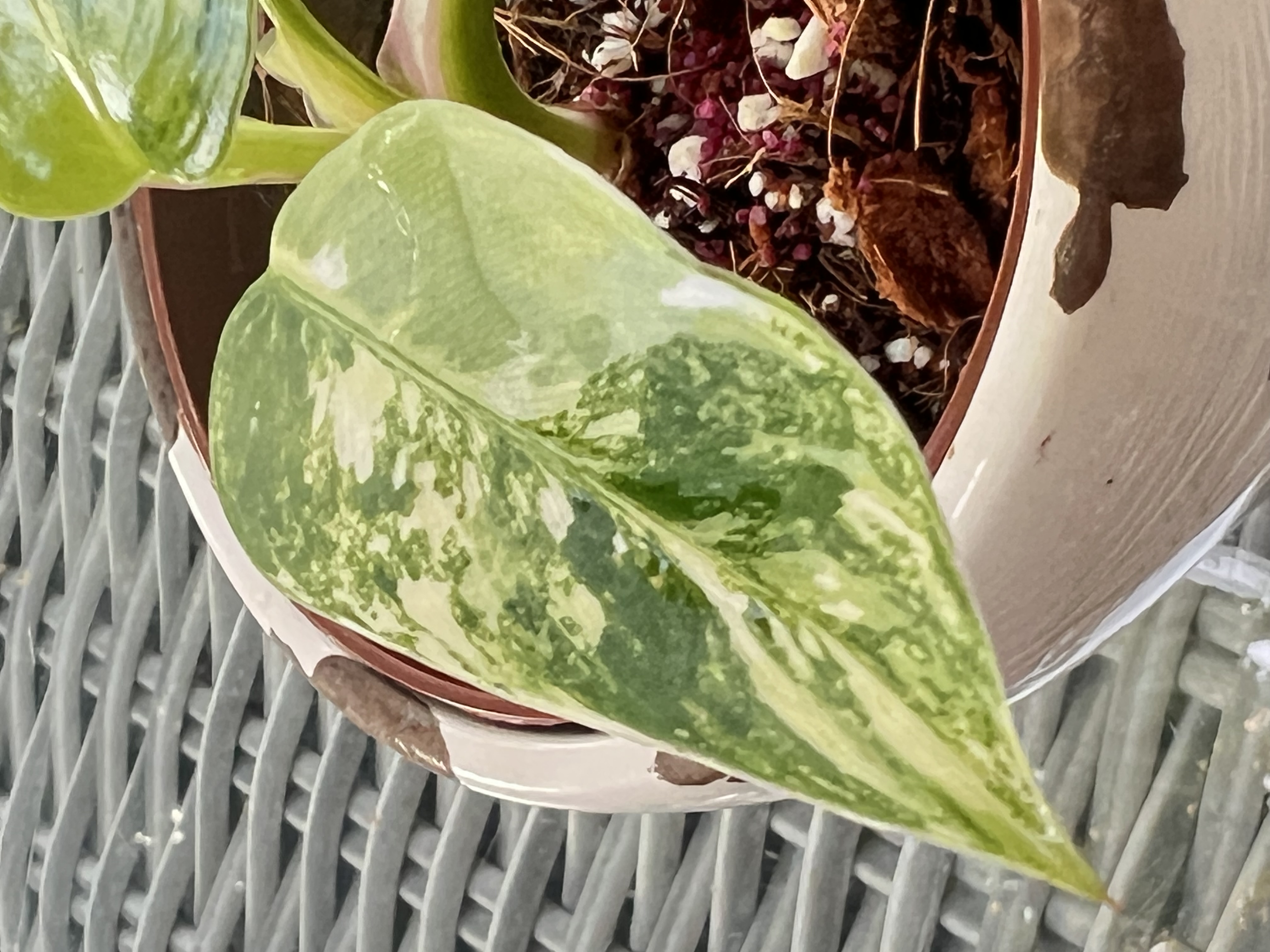Philodendron White Princess Miracle Variegated