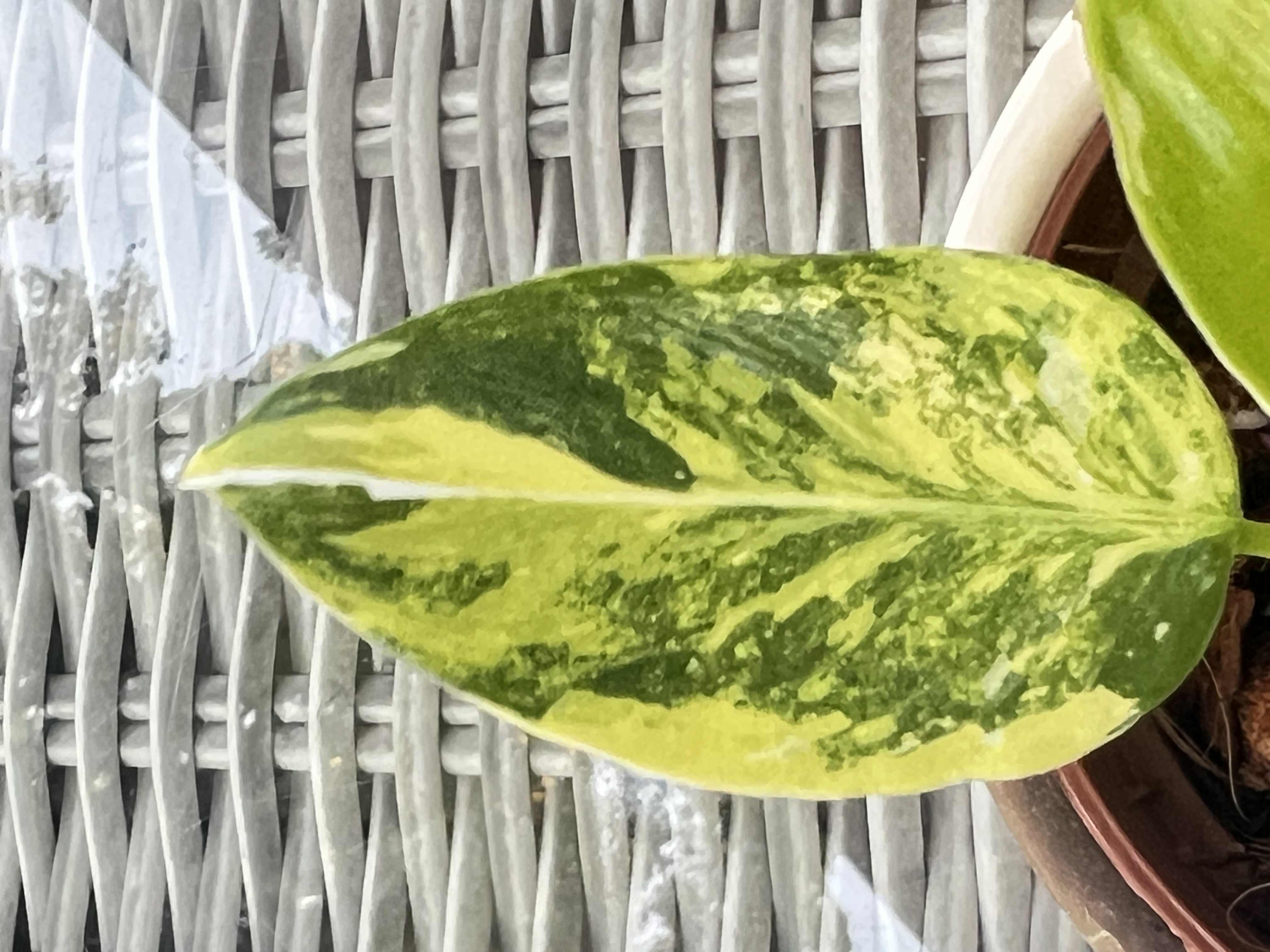 Philodendron White Princess Miracle Variegated