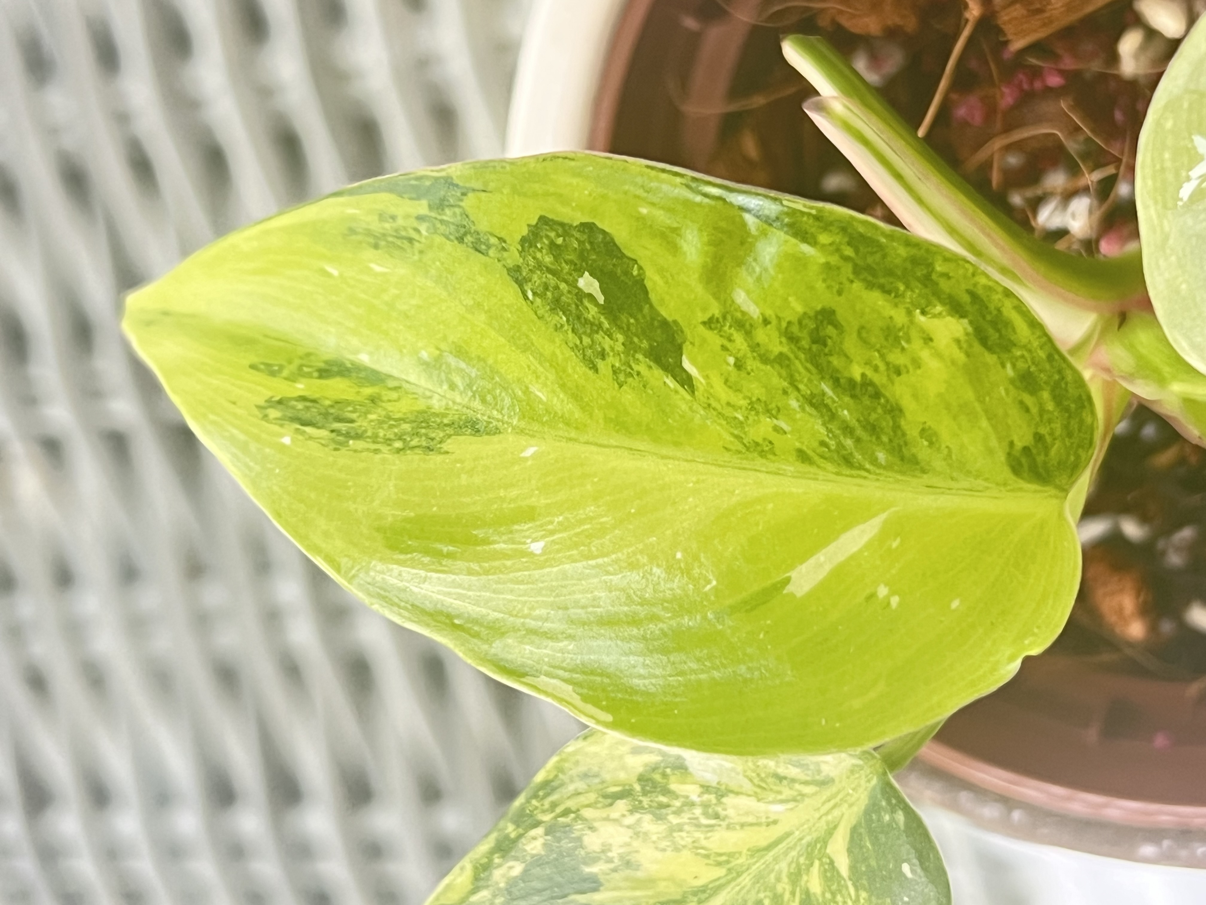 Philodendron White Princess Miracle Variegated