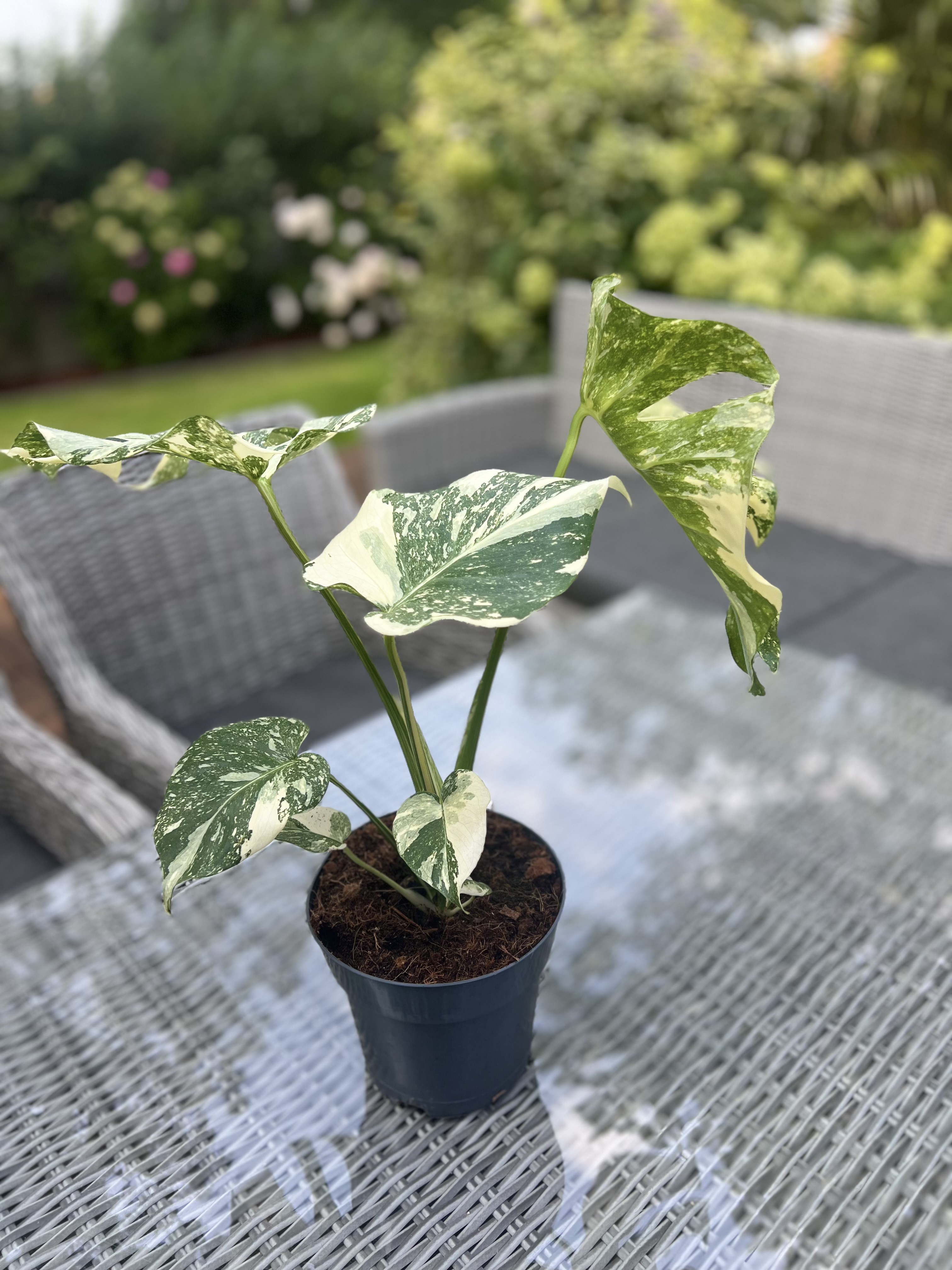 Monstera Thai Constellation Crème Brûlée 2