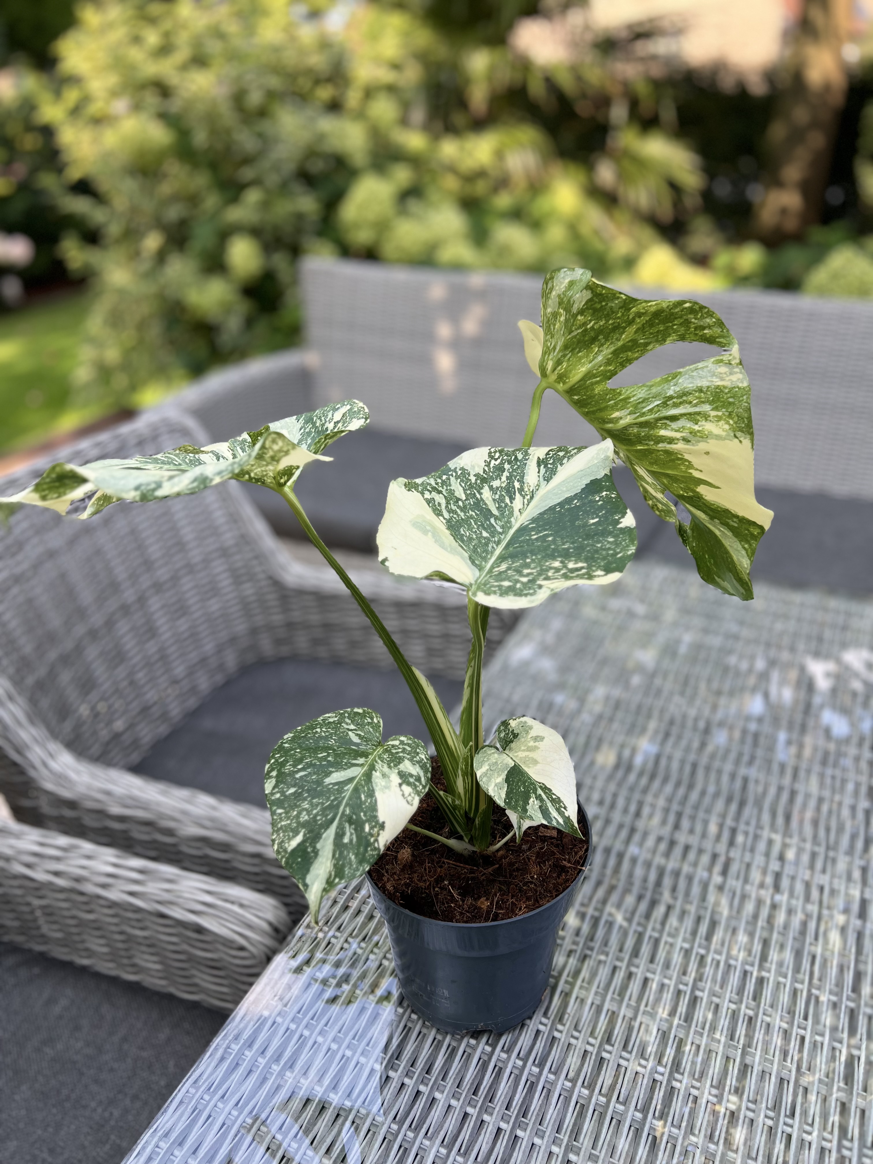 Monstera Thai Constellation Crème Brûlée 2