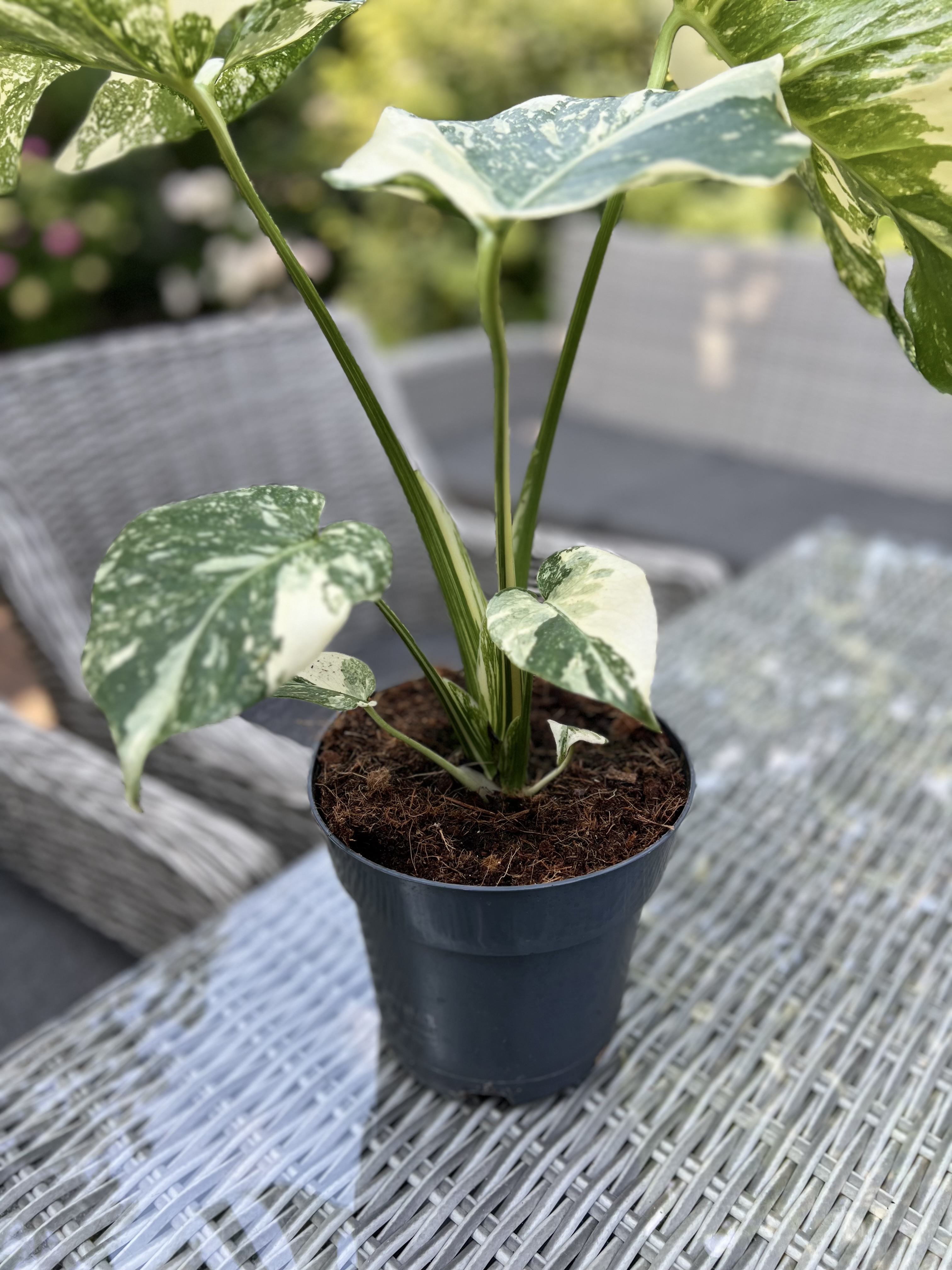 Monstera Thai Constellation Crème Brûlée 2