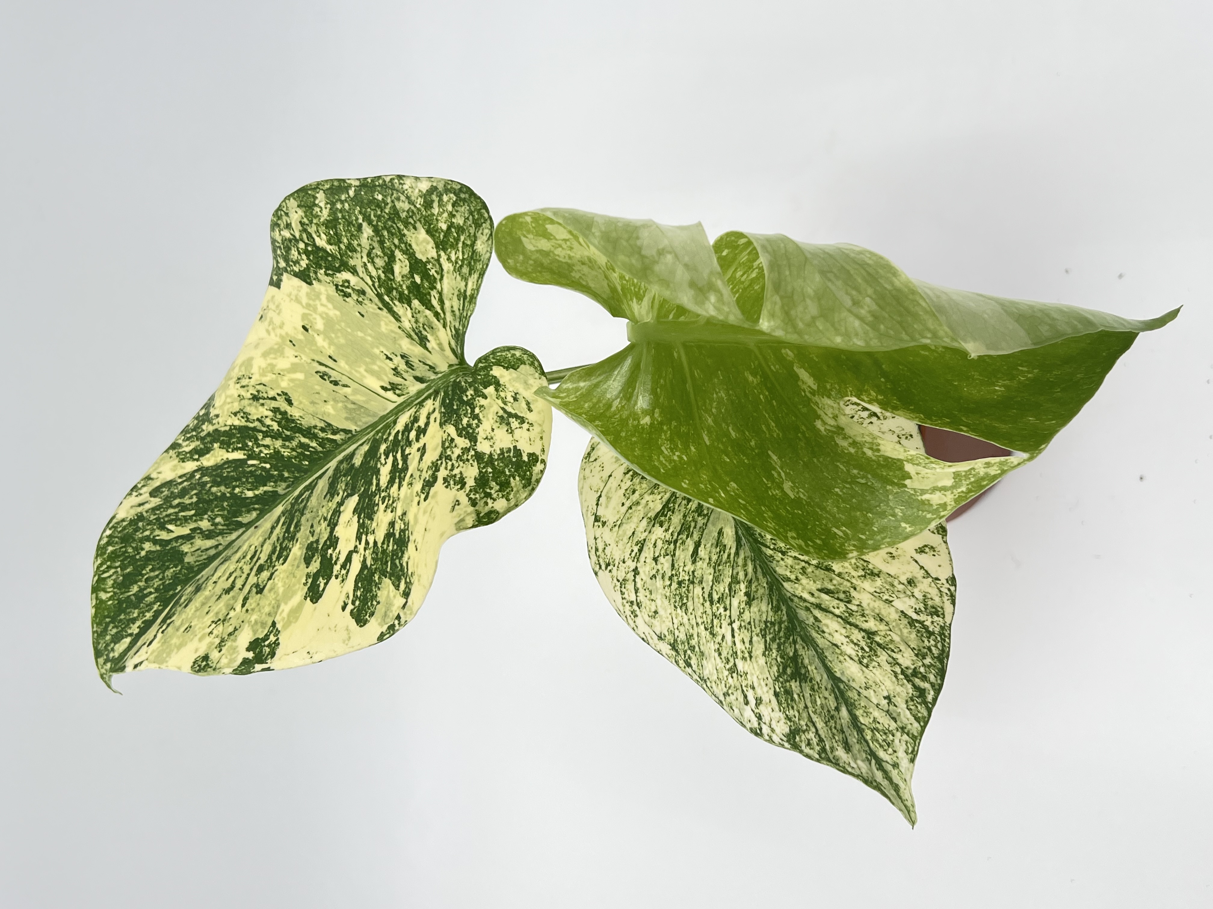 Monstera Deliciosa White Monster