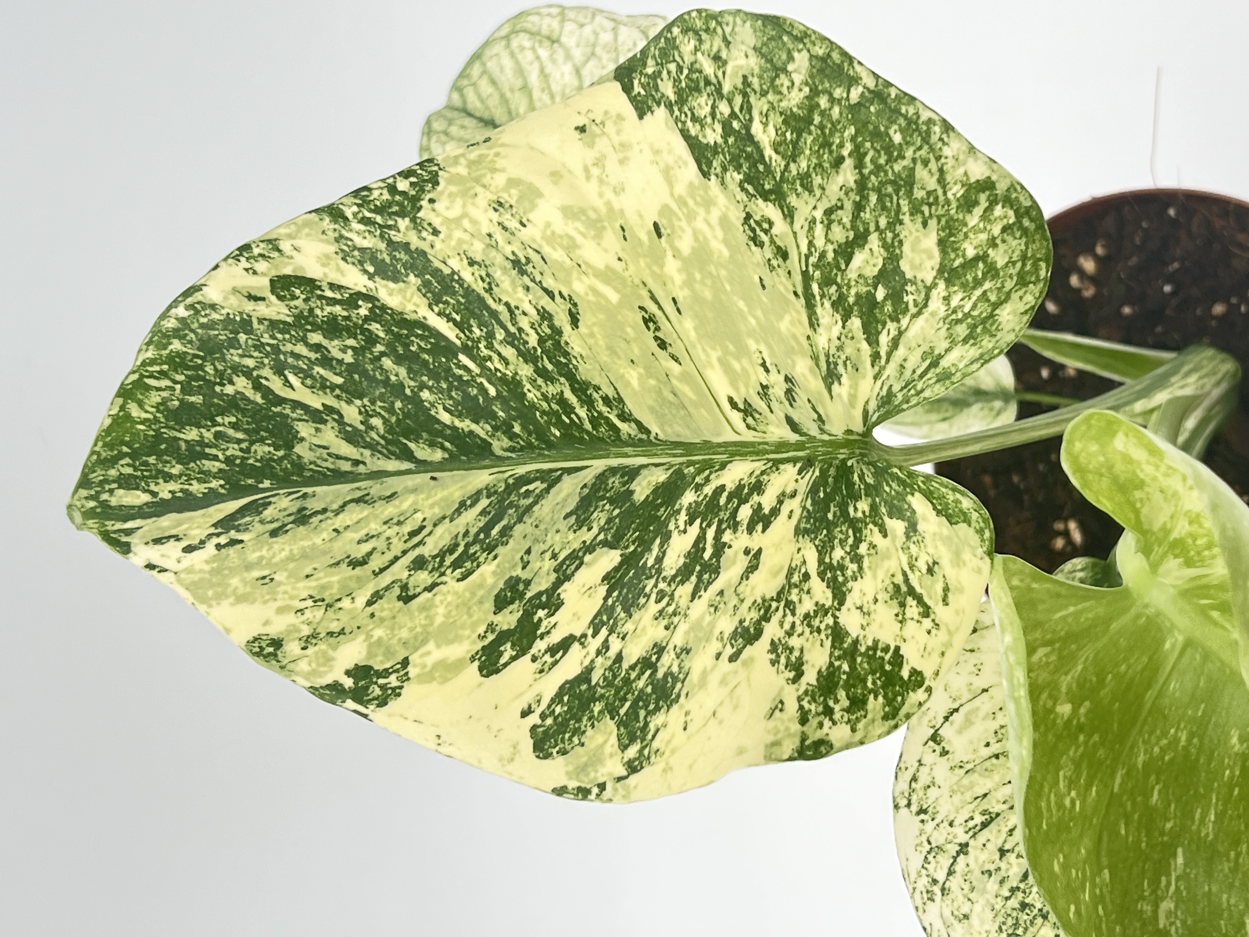 Monstera Deliciosa White Monster