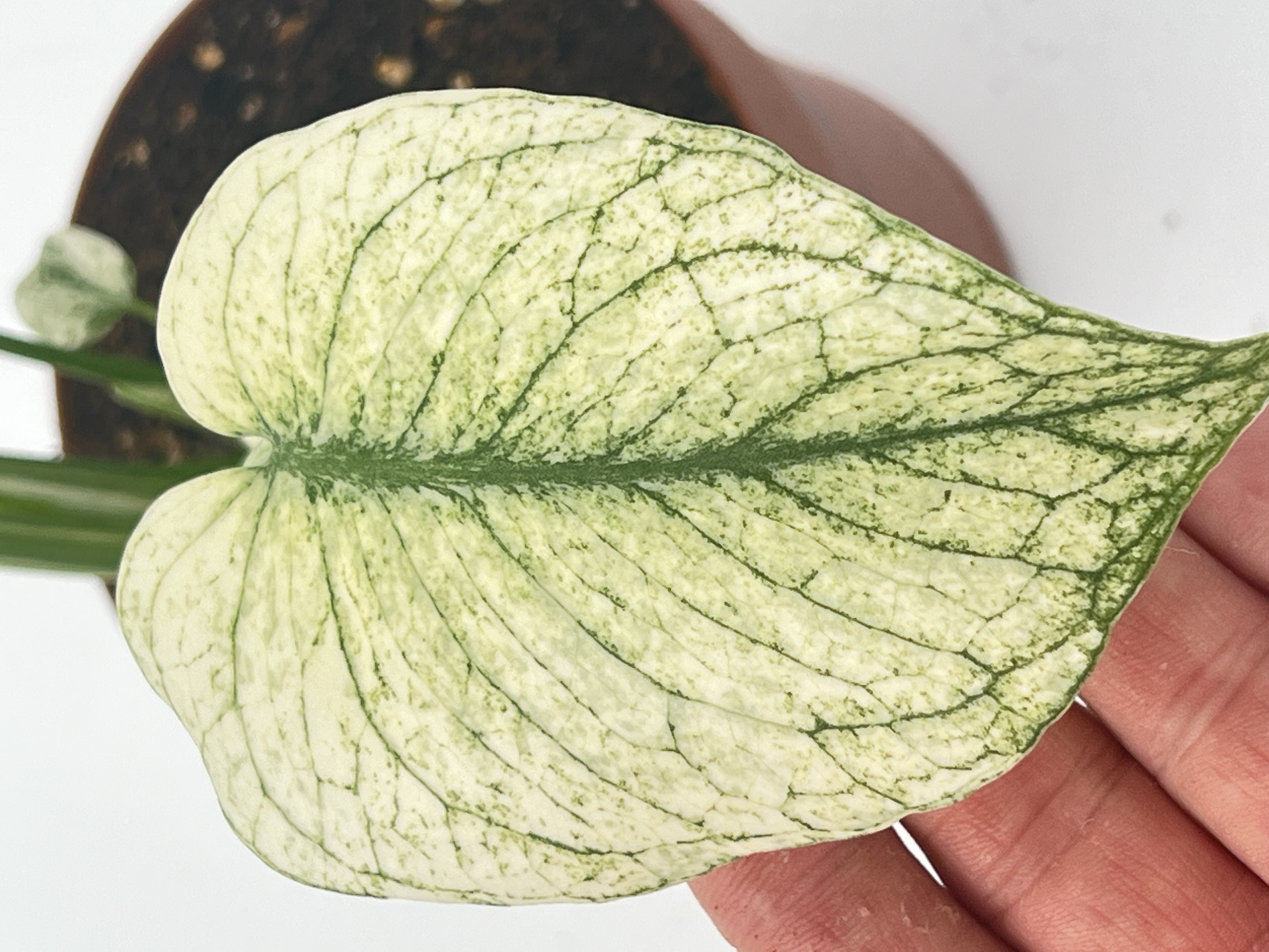 Monstera Deliciosa White Monster